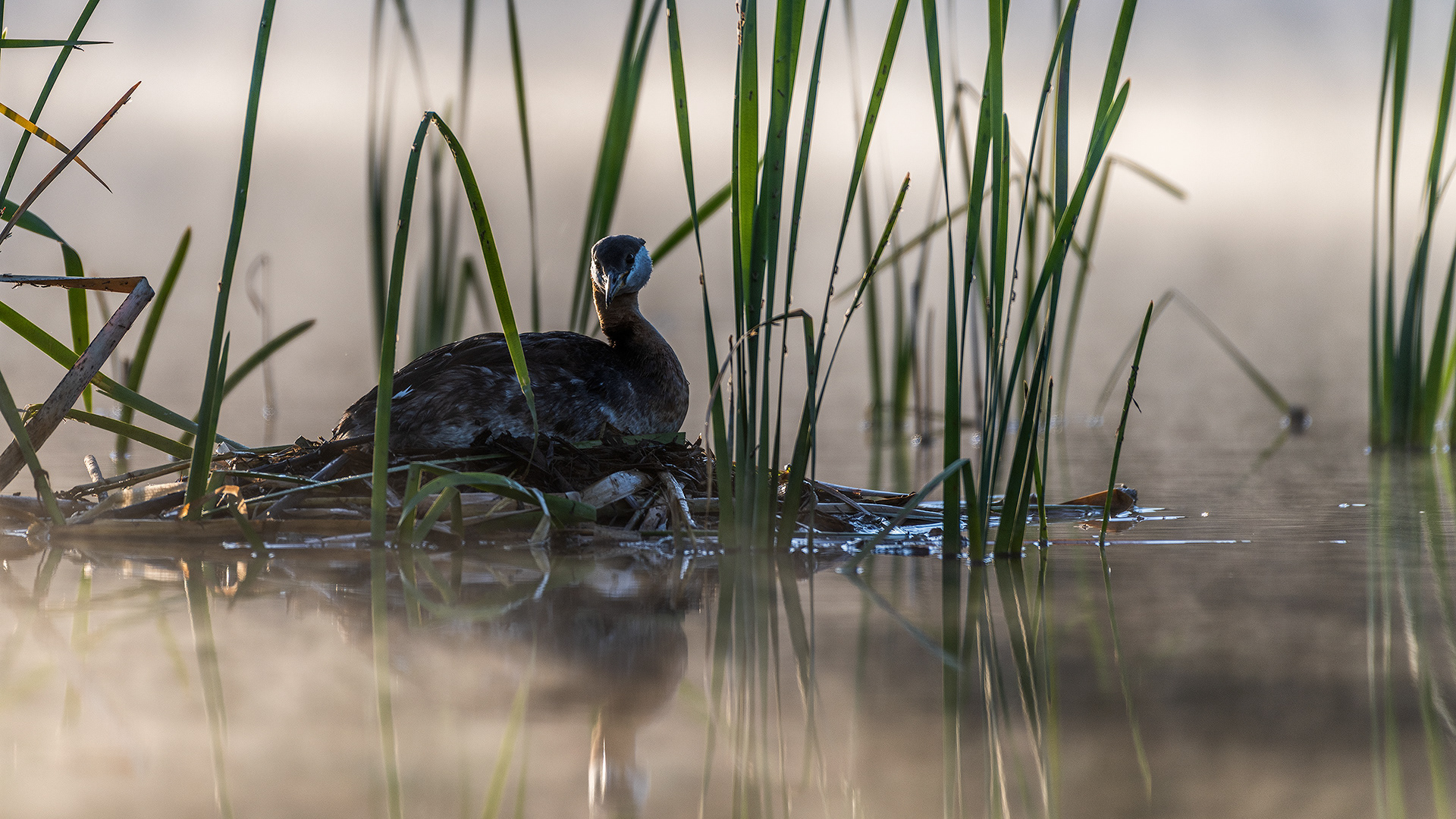 Red-necked Grebe on a nest, Marshall Springs, Fish Creek Prov. Park, Calgary, AB