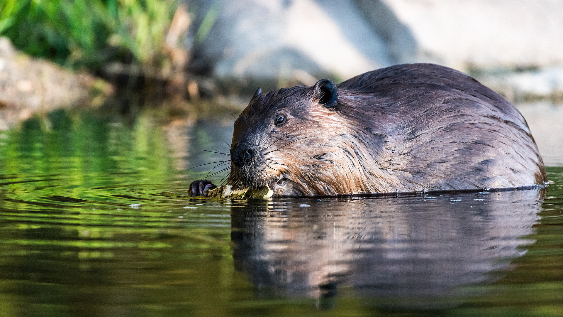 Beaver munching away on something at the Marshall Springs ponds in Fish Creek Provincial Park, Calgary, Alberta
