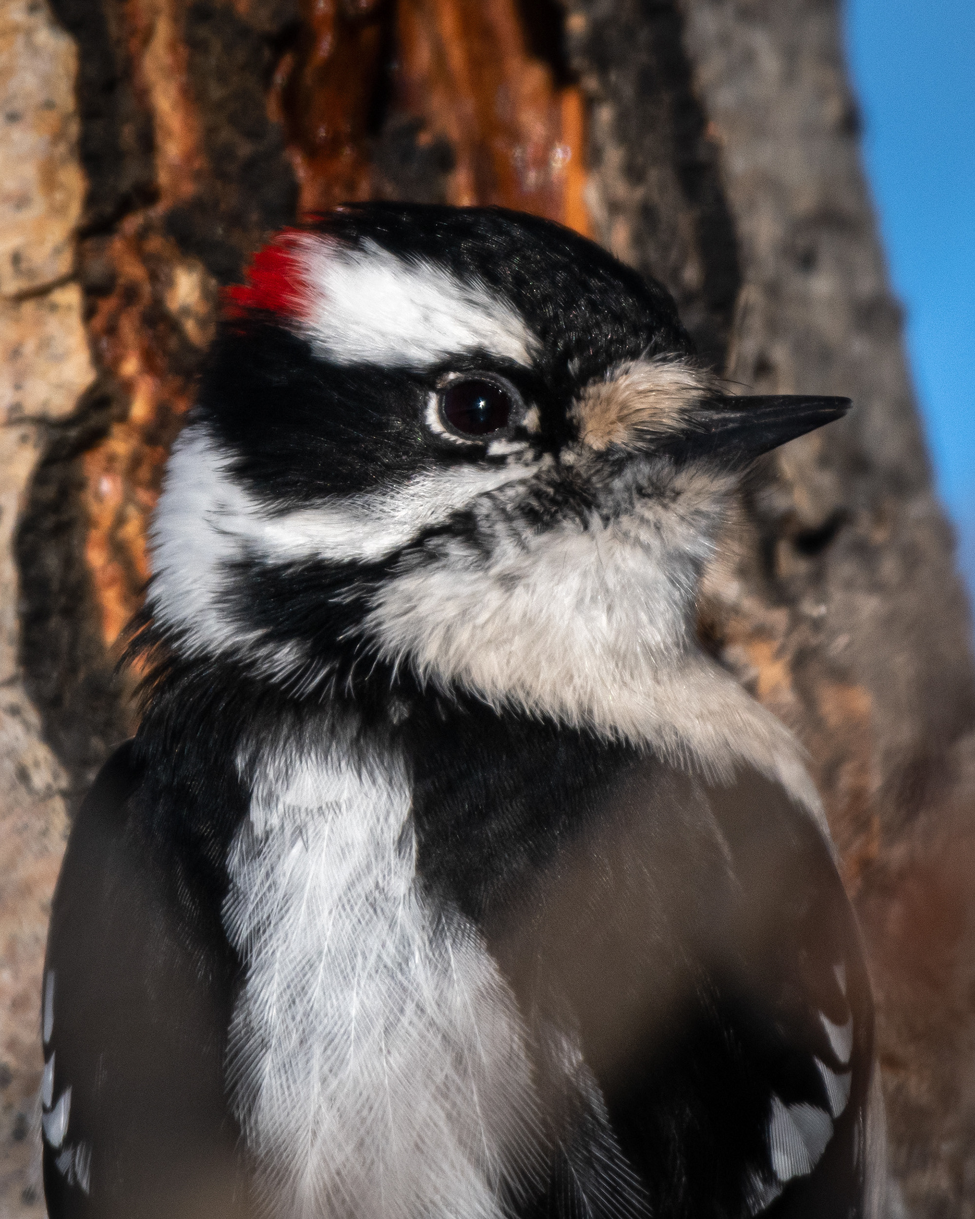 Downy Woodpecker (male), near the Marshall Springs area of Fish Creek Provincial Park, Calgary, AB
