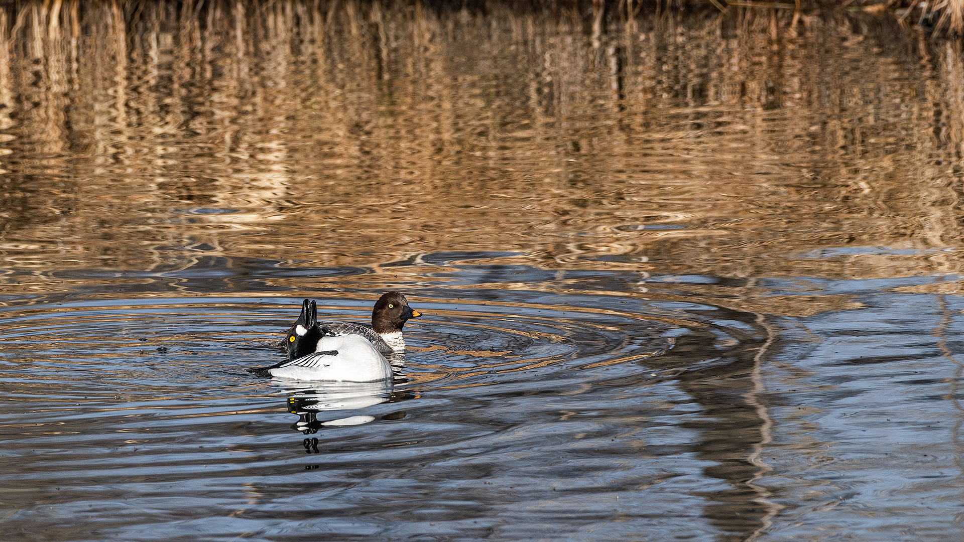 Common Goldeneye pair at the Inglewood Bird Sanctuary & Nature Centre, Calgary, Alberta