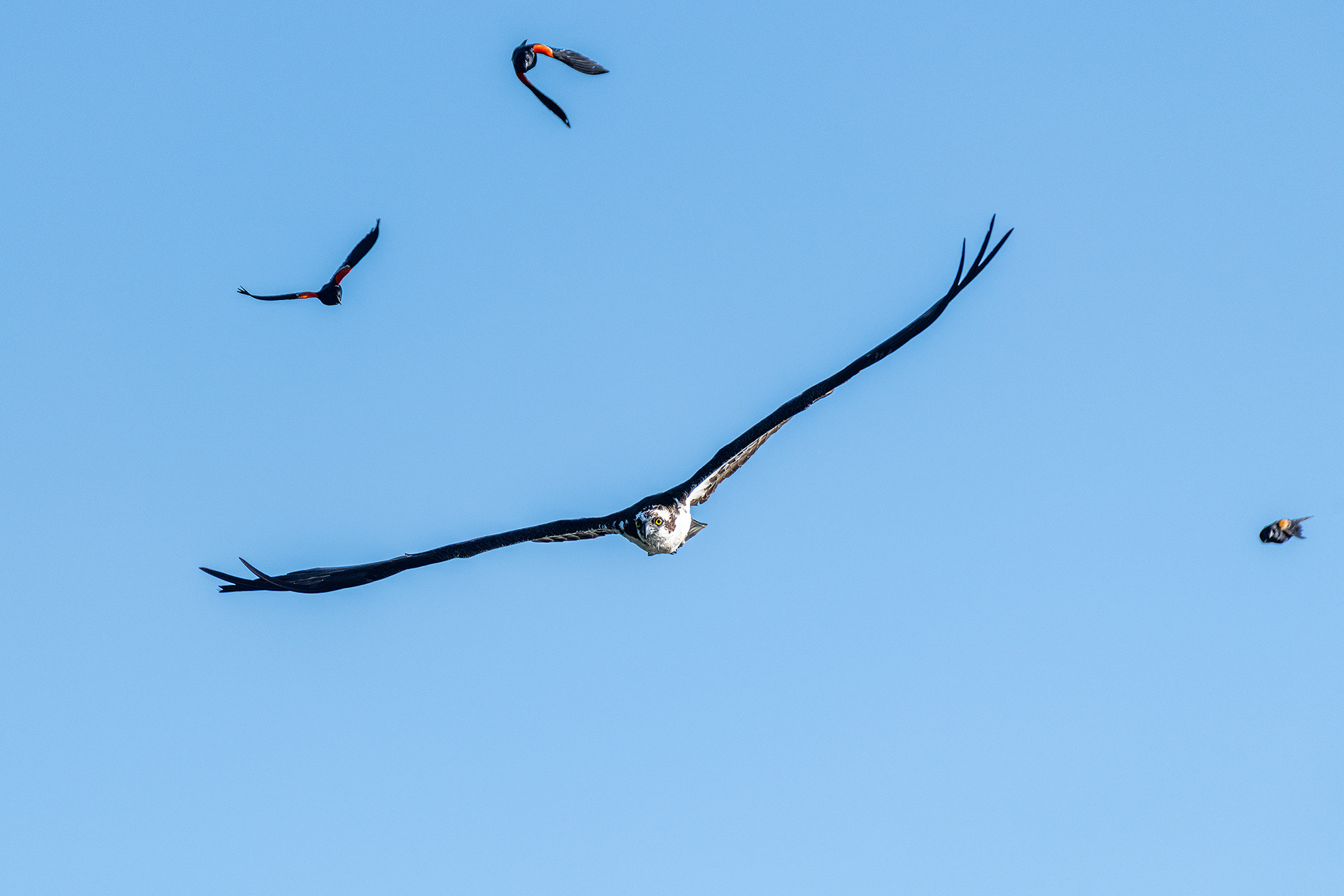 Osprey (in flight) being pestered by multiple male Red-winged Blackbirds (in flight), Marshall Springs - Fish Creek Prov. Park, Calgary, AB