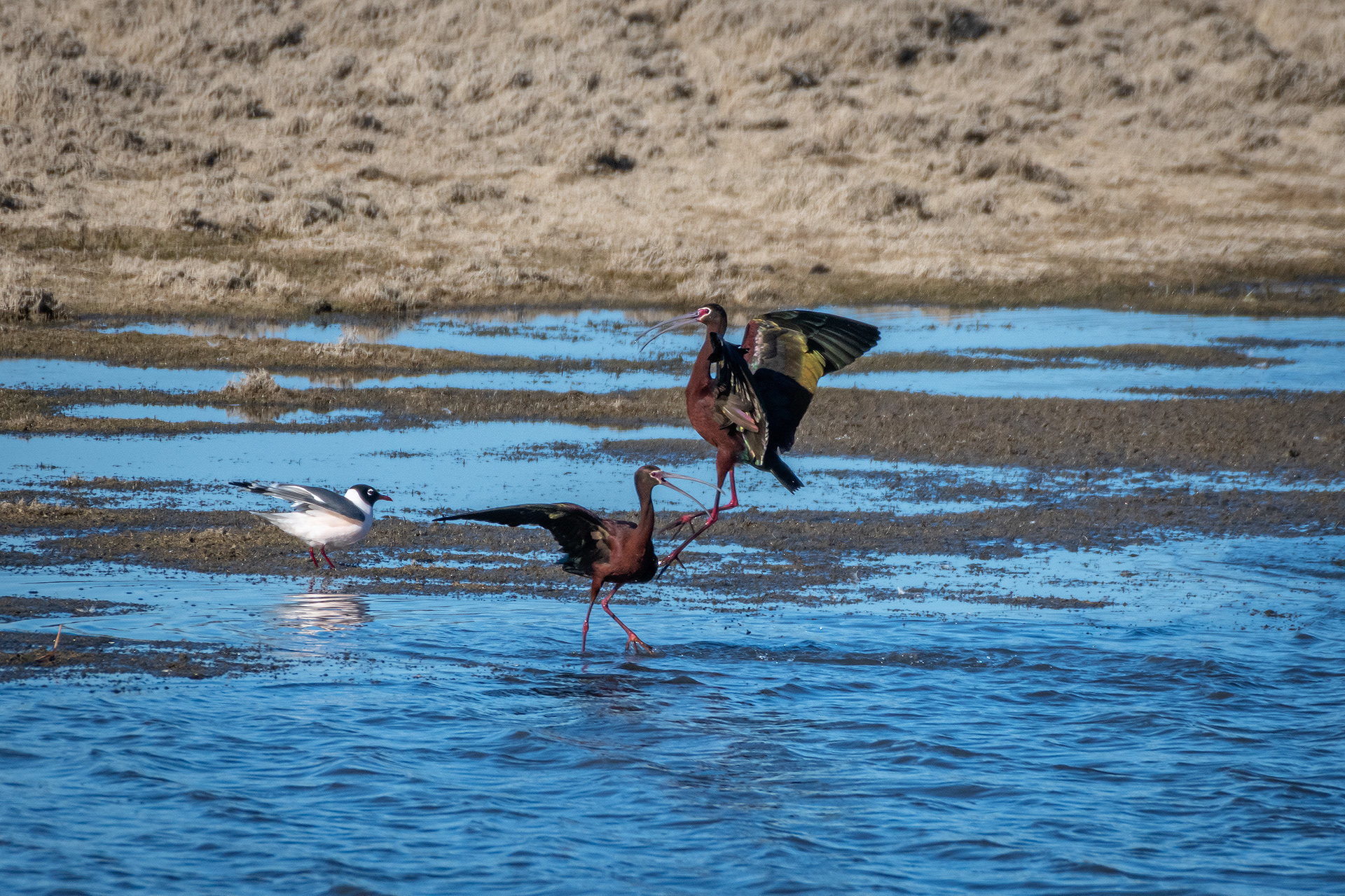 White-faced Ibises, Glenmore Reservoir, North Glenmore Park, Calgary, AB