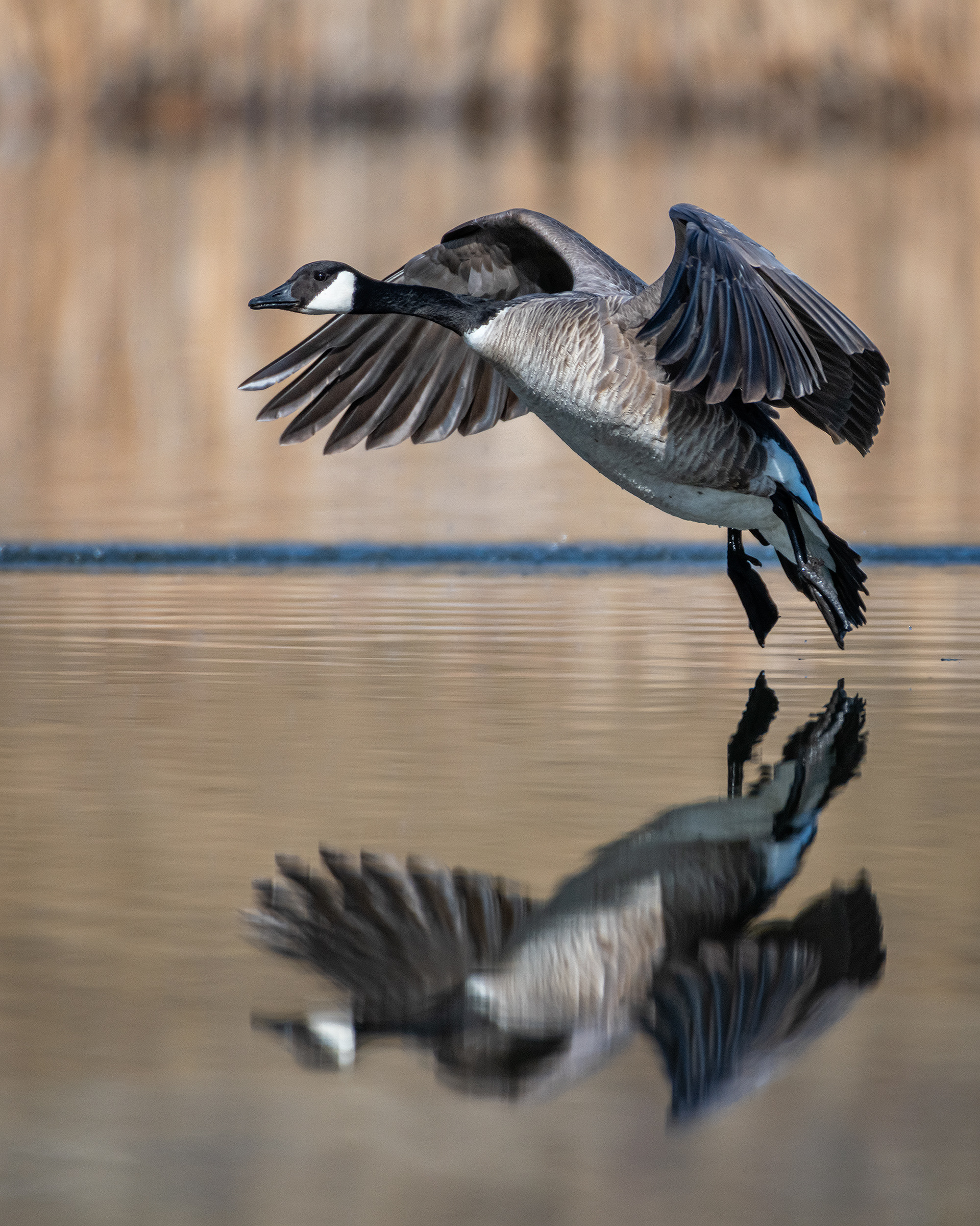 Canada Goose (in flight), Marshall Springs, Fish Creek Provincial Park, Calgary, AB