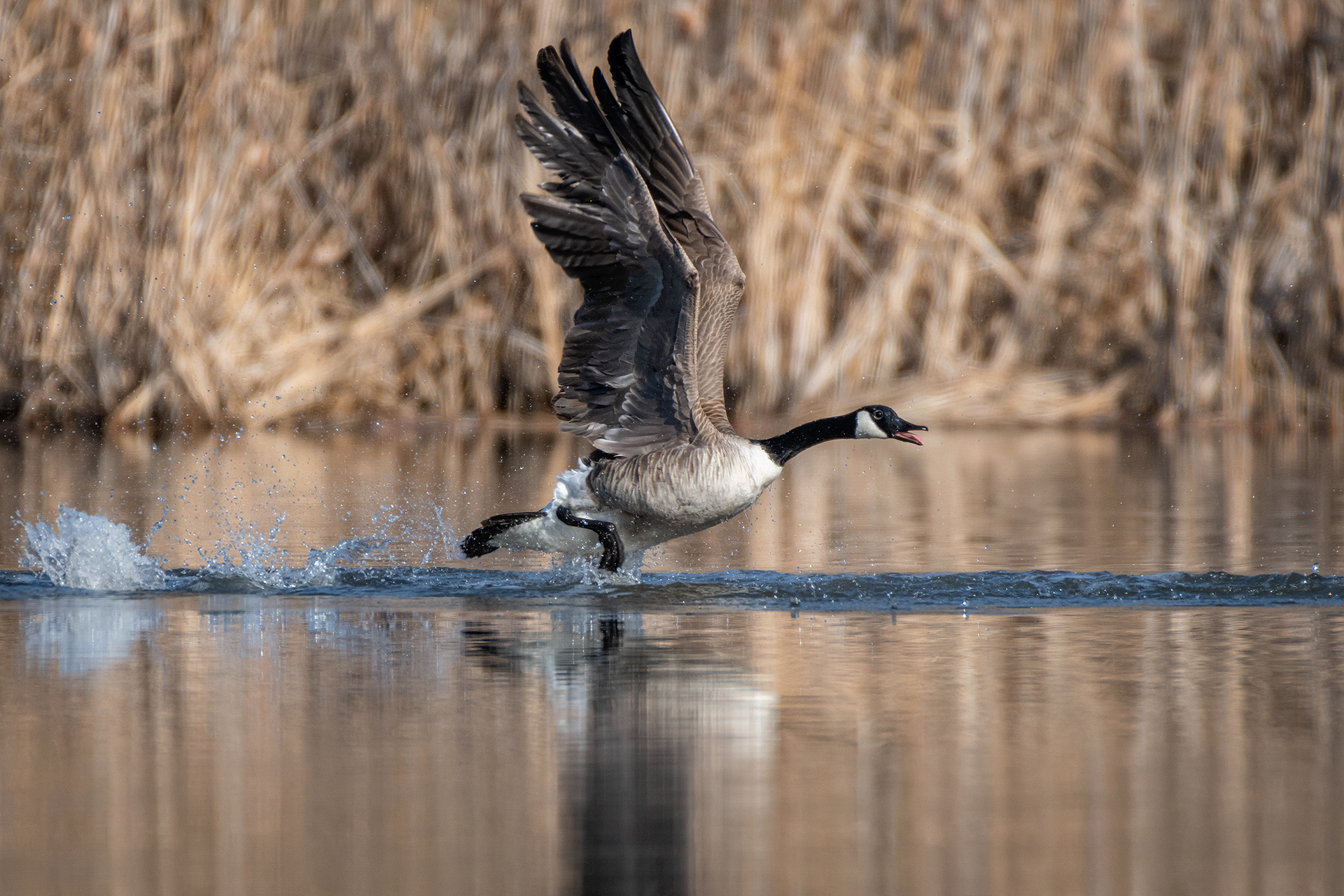 Canada Goose, Marshall Springs, Fish Creek Provincial Park, Calgary, AB