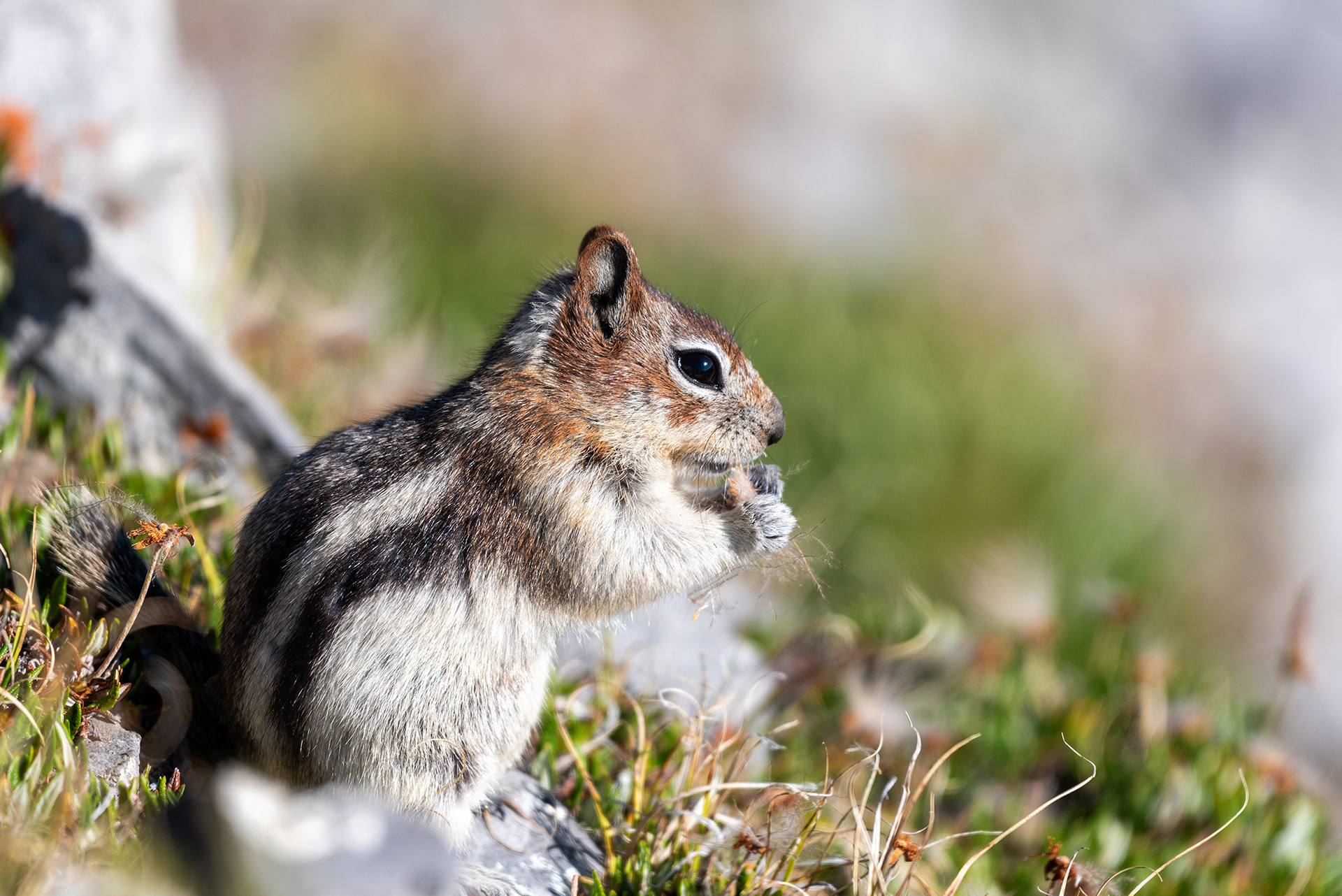 Chipmunk nibbling on some vegetation
