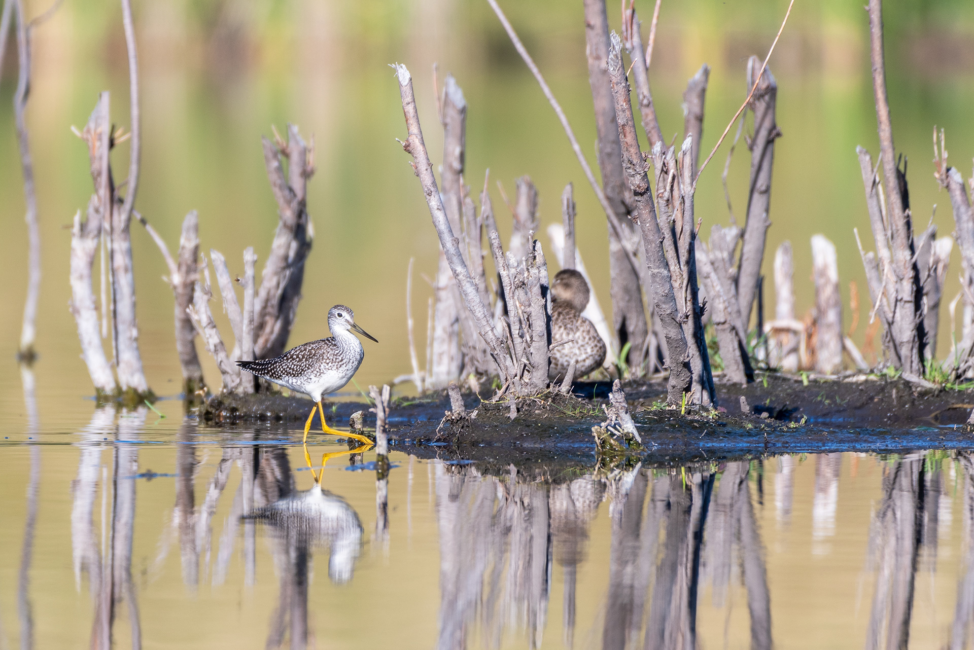 Greater Yellowlegs at the Marshall Springs ponds in Fish Creek Provincial Park