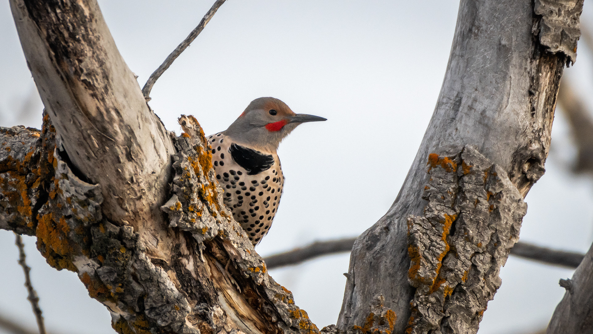 Northern Flicker (male), Edworthy Park, Calgary, AB
