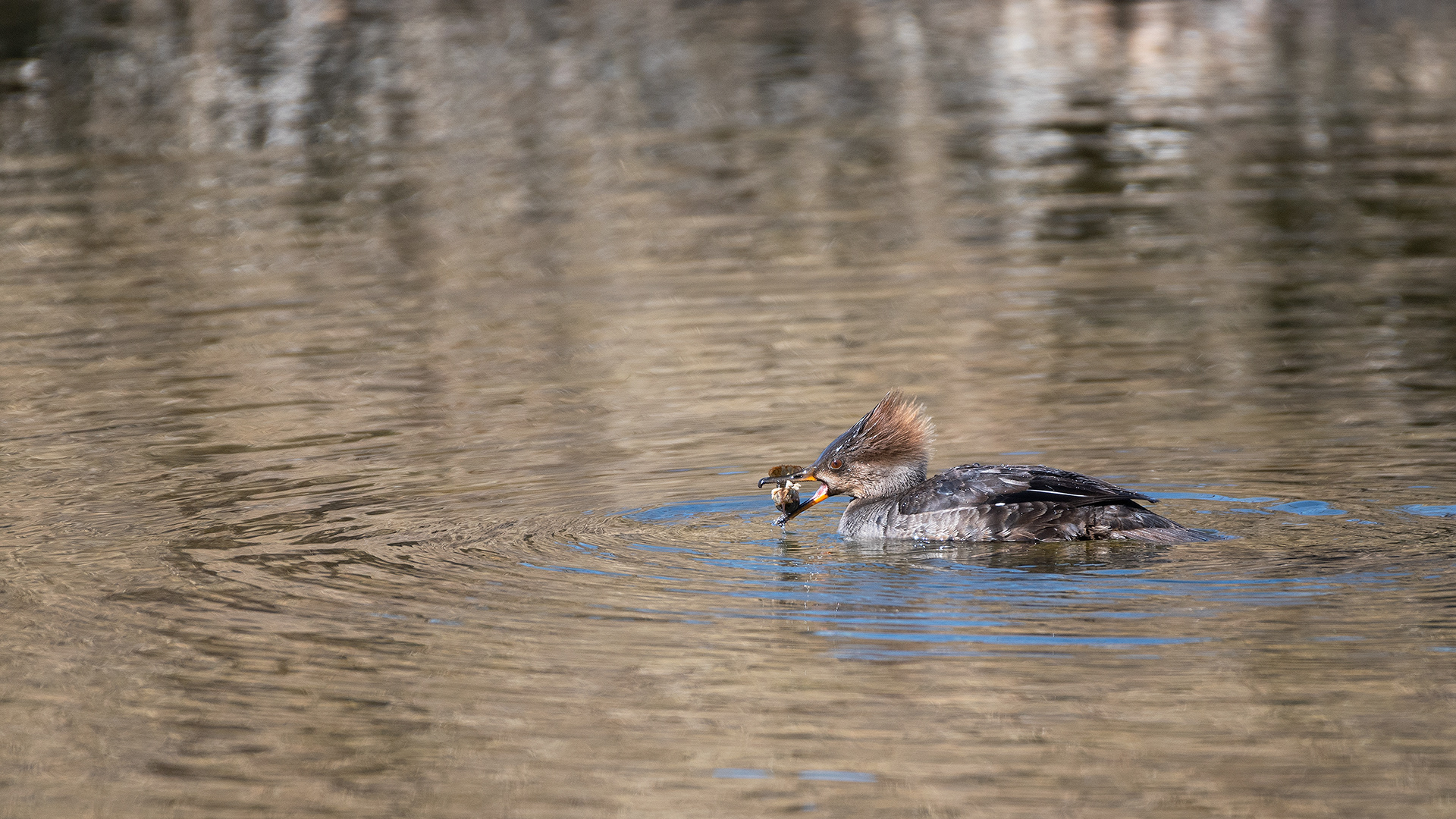 Hooded Merganser (female) at the Inglewood Bird Sanctuary & Nature Centre, Calgary, Alberta