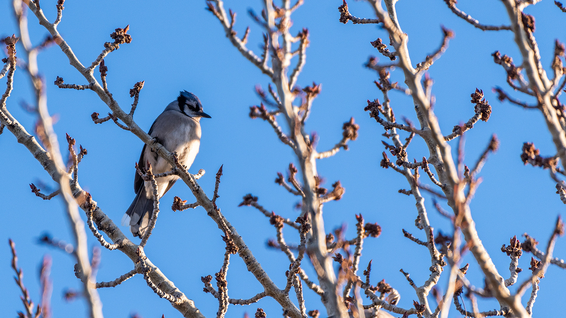 Blue Jay, Bow River near Carburn Park, Calgary, AB