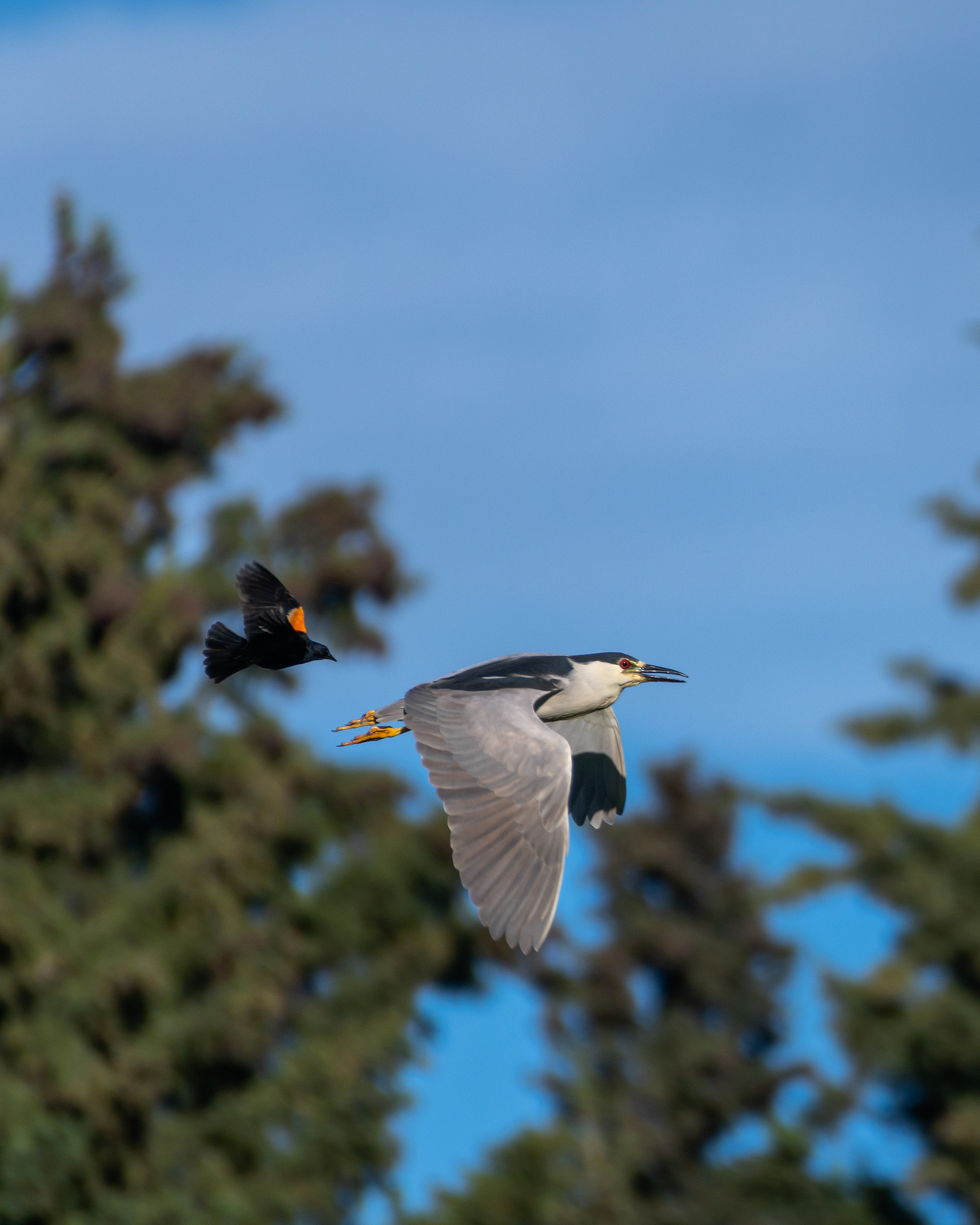 Black-crowned Night-Heron and male Red-winged Blackbird (both in flight), Marshall Springs ponds, Fish Creek Provincial Park, Calgary, AB