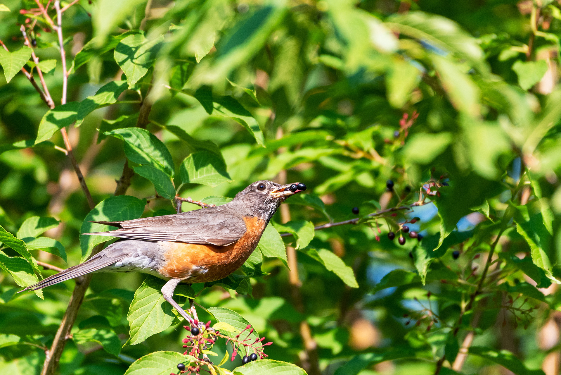 American Robin with three berries in his bill