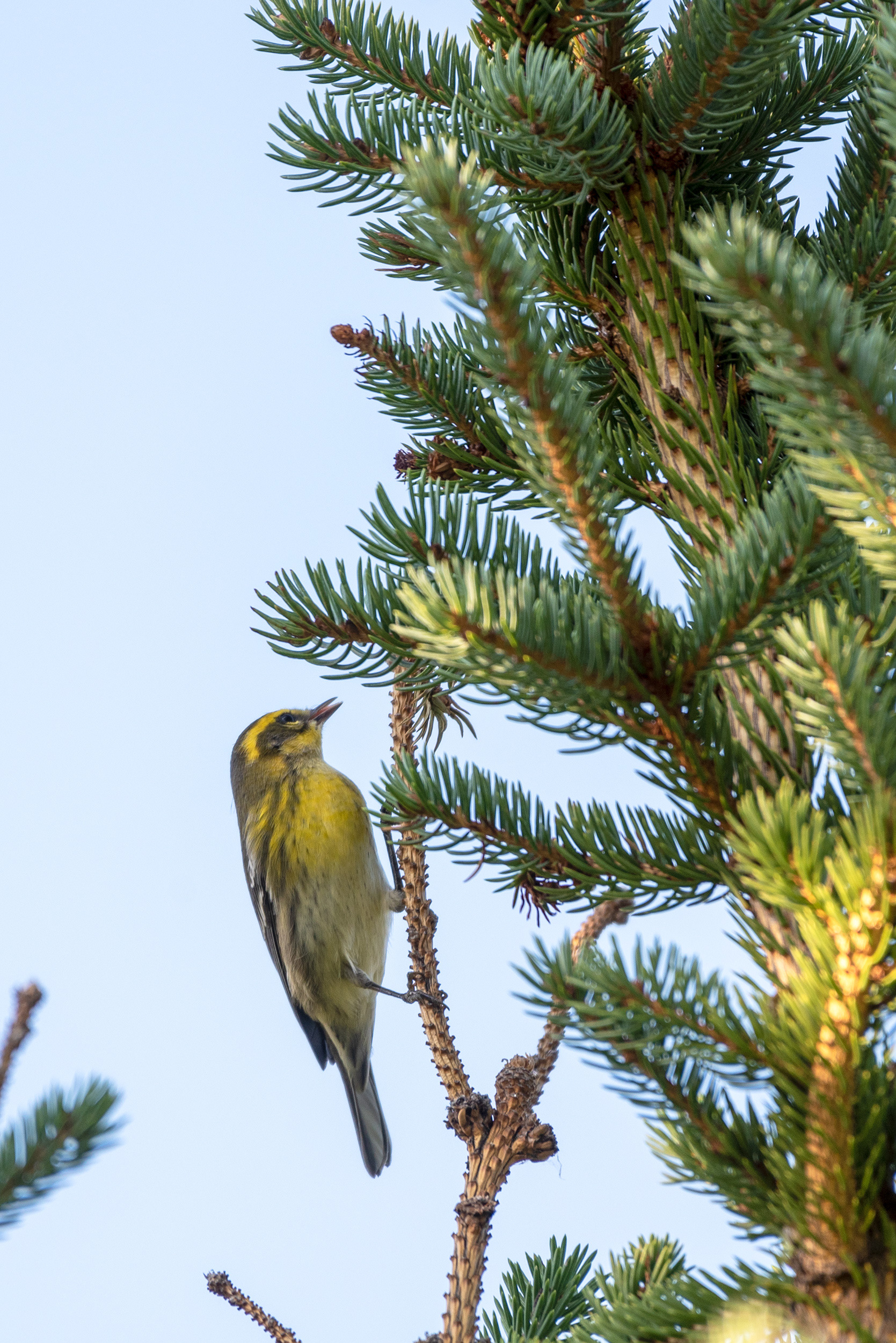 Townsend's Warbler