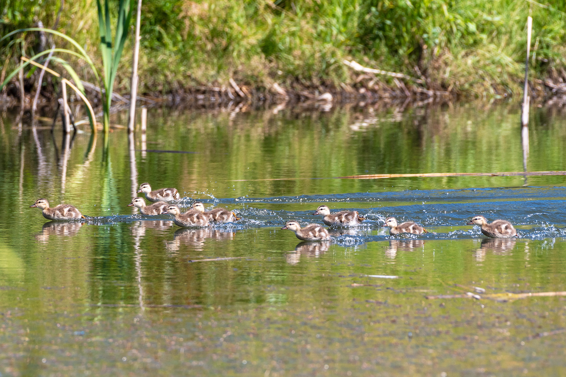 Mallard ducklings rushing