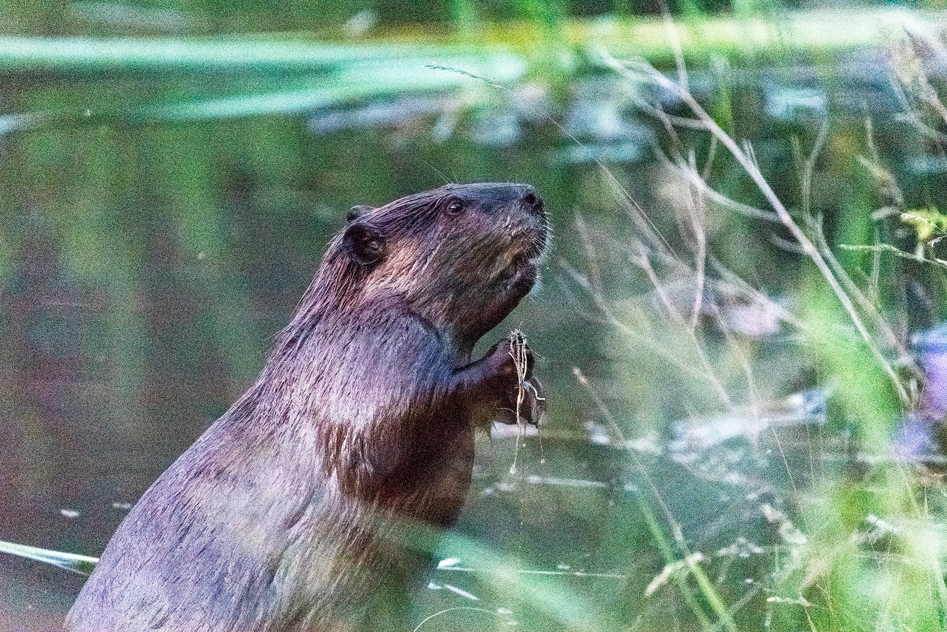 Beaver