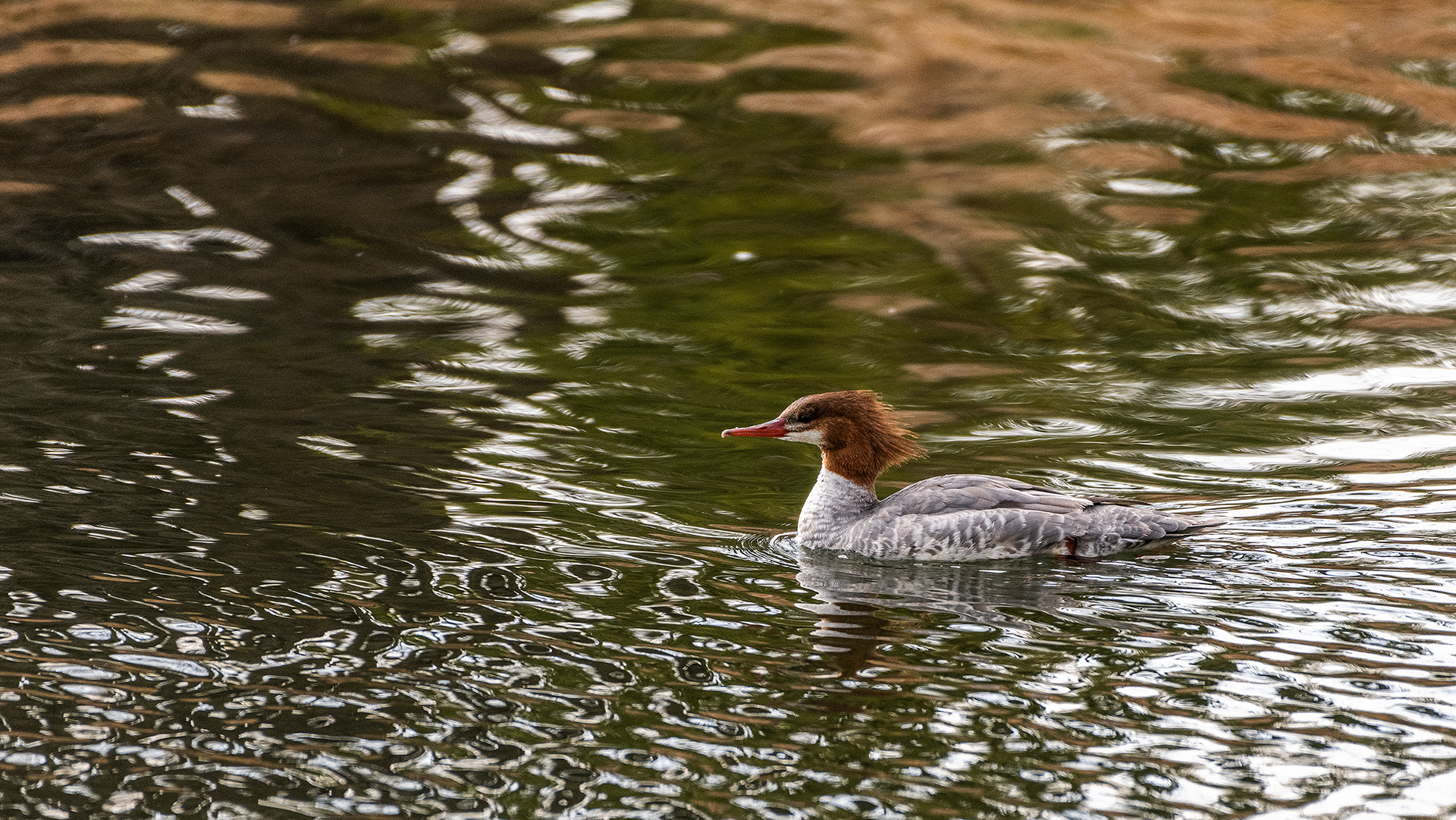 Common Merganser (female) at the Inglewood Bird Sanctuary & Nature Centre, Calgary, Alberta