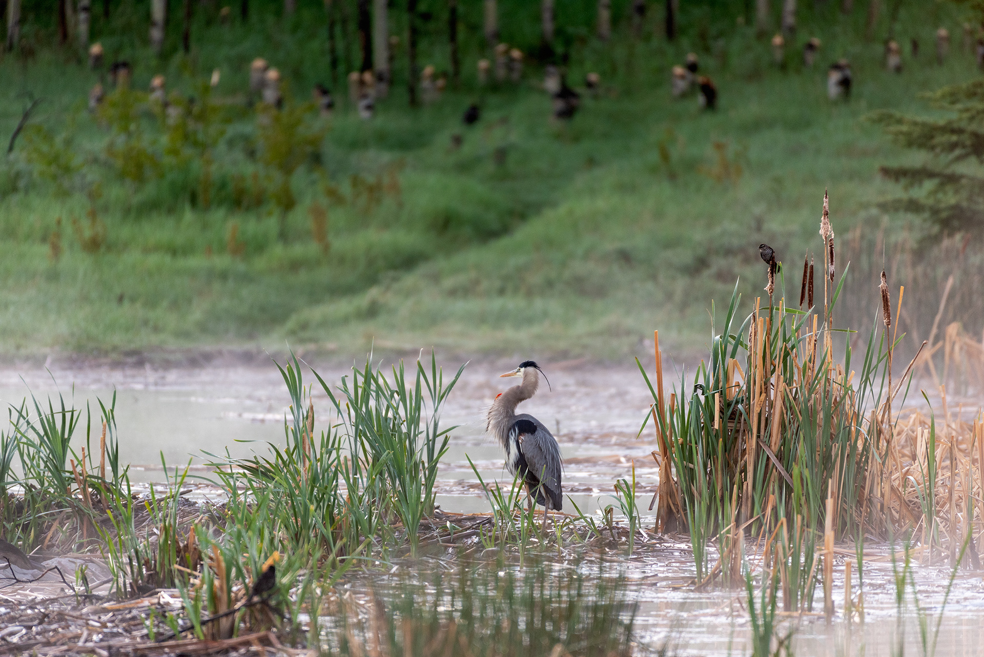 Great Blue Heron, Red-winged Blackbirds, Marshall Springs, Fish Creek Provincial Park, Calgary, Alberta