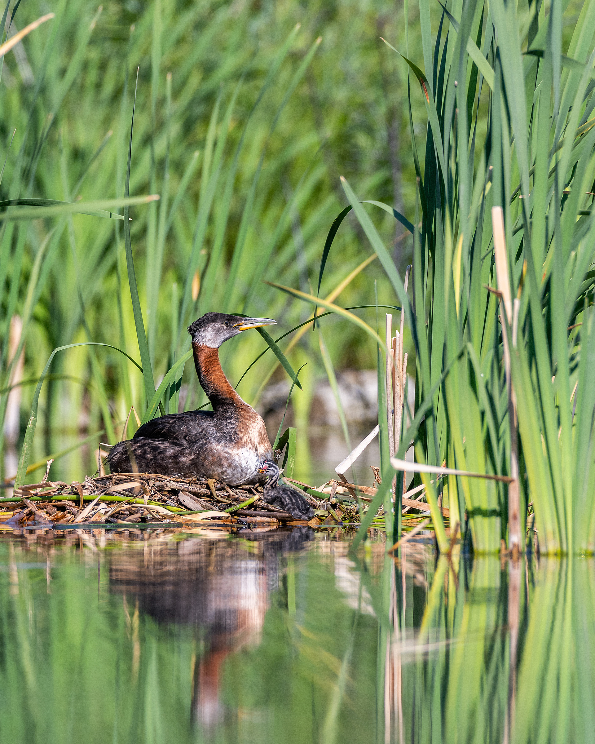 Red-necked Grebe (female) on her nest watching out for potential dangers, while a chick cuddles in from down in front, Marshall Springs - Fish Creek Prov. Park, Calgary, AB