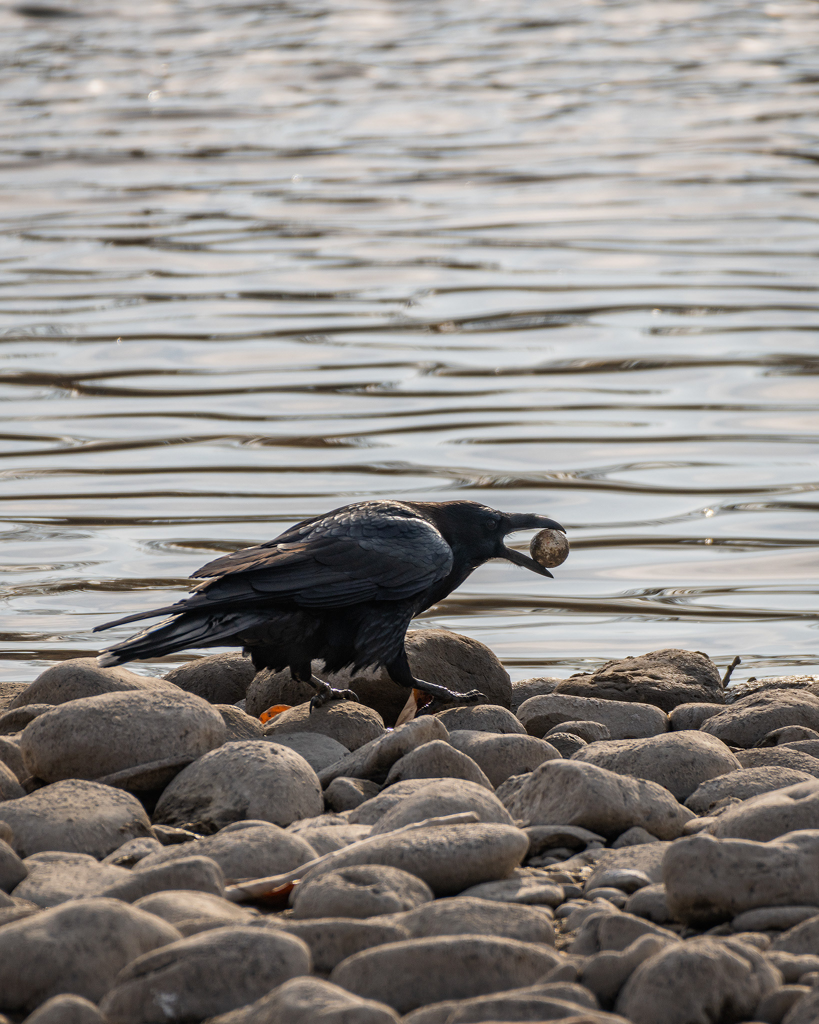 American Crow found a golf ball, Inglewood Bird Sanctuary, Calgary, AB - October 19th