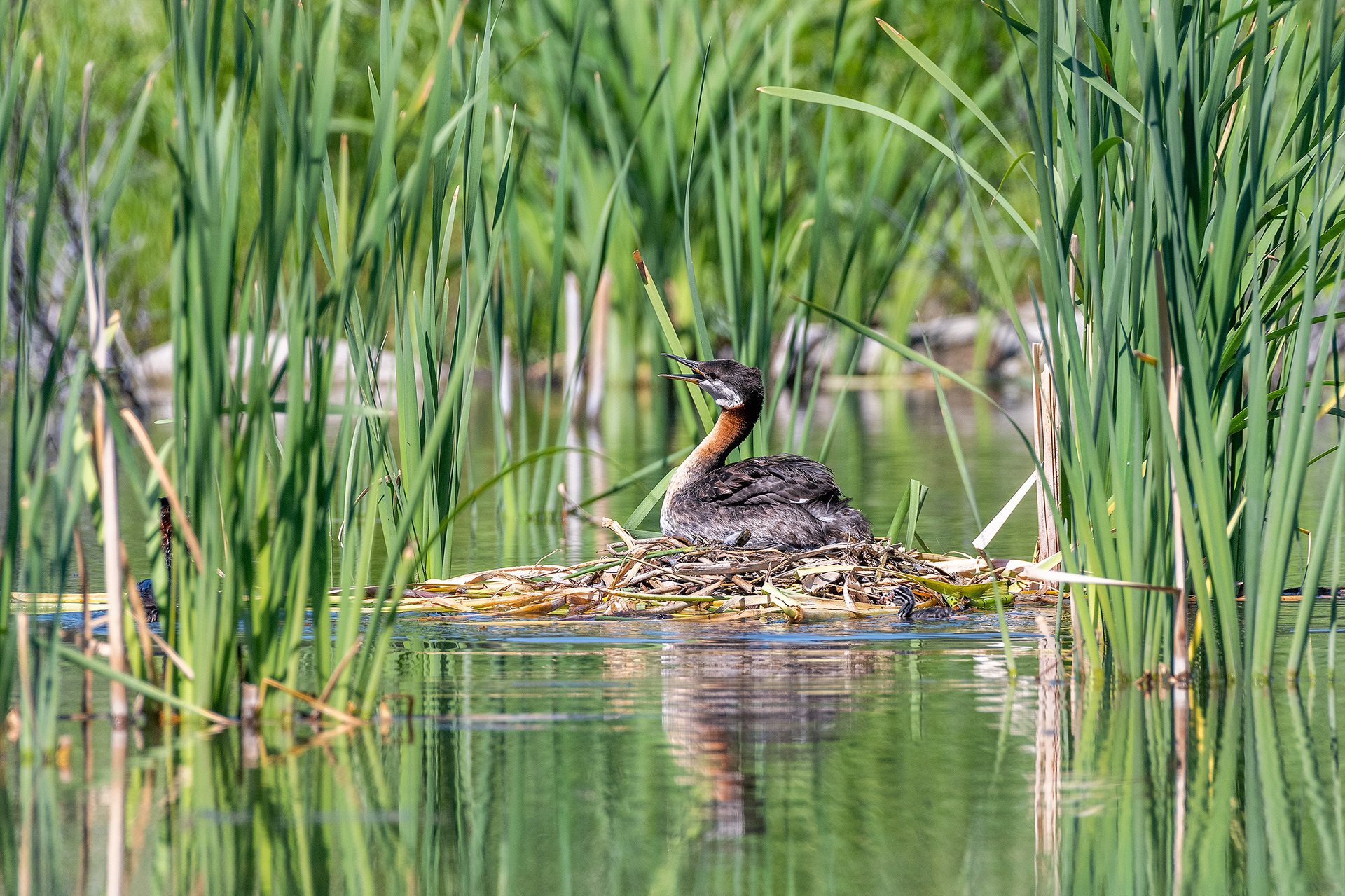 Red-necked Grebe (female) calling atop her nest (one chick in the water at the front), Marshall Springs - Fish Creek Prov. Park, Calgary, AB