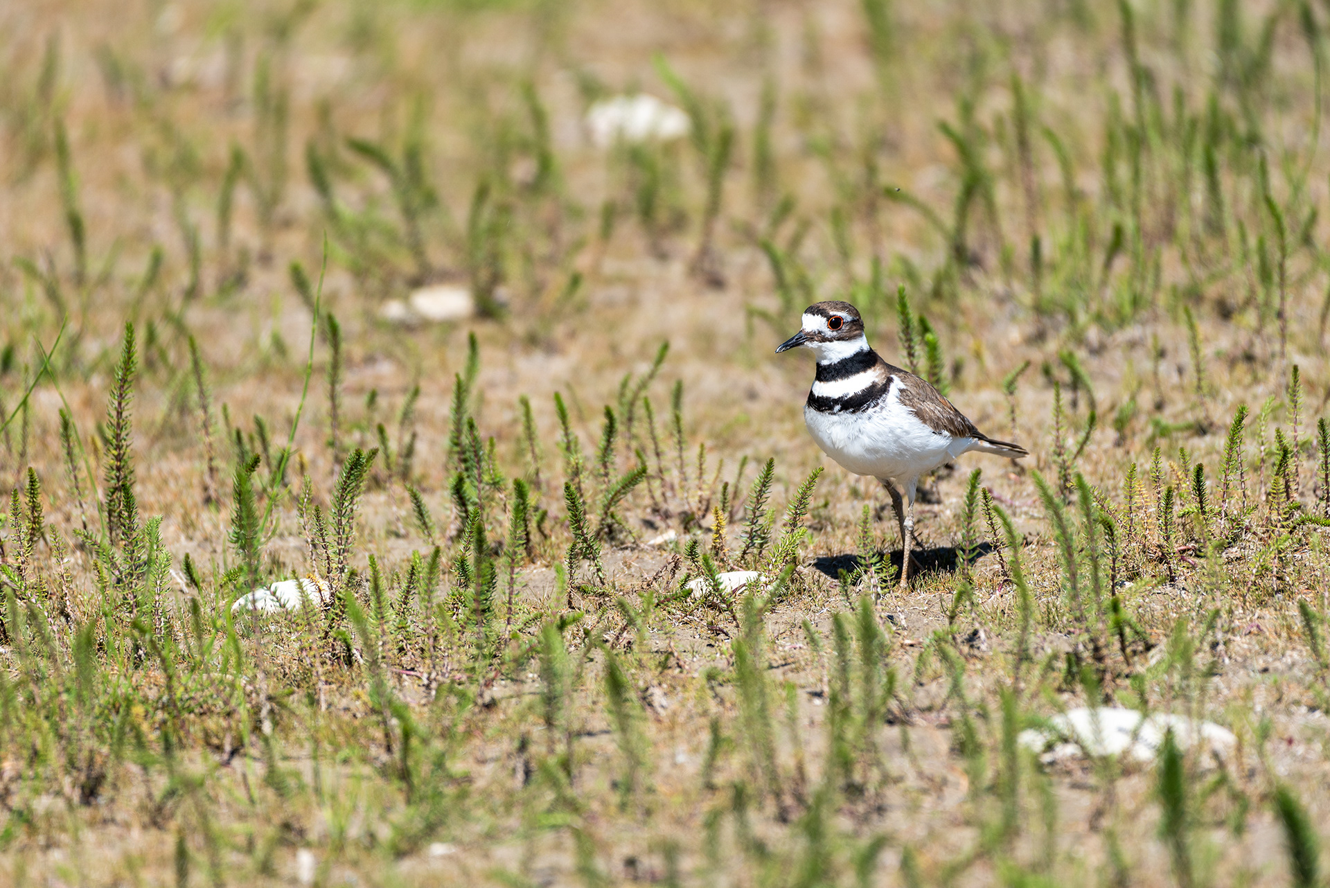 Killdeer, Glenmore Reservoir, Elbow River, Calgary, Alberta