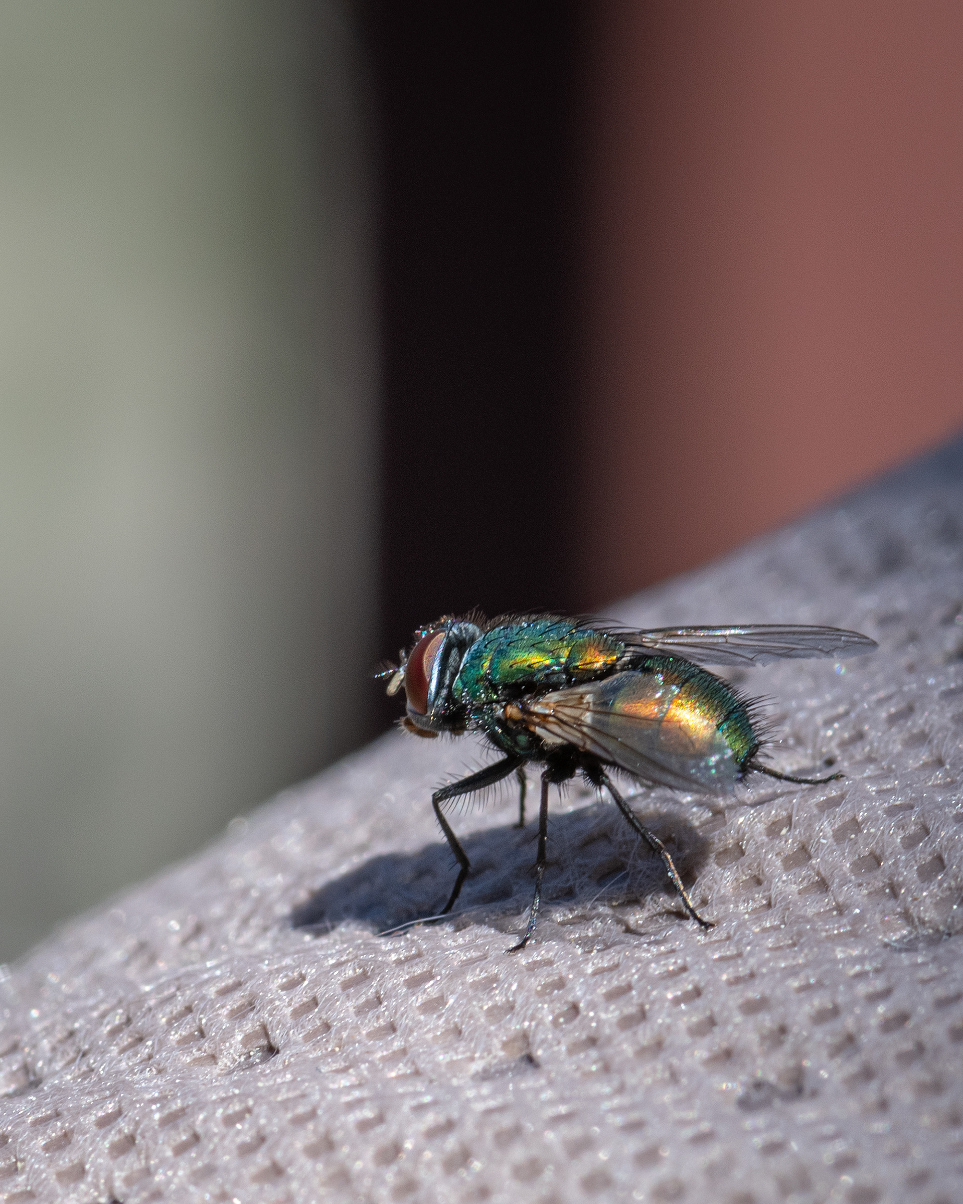 Fly, Bridlewood, Calgary, AB