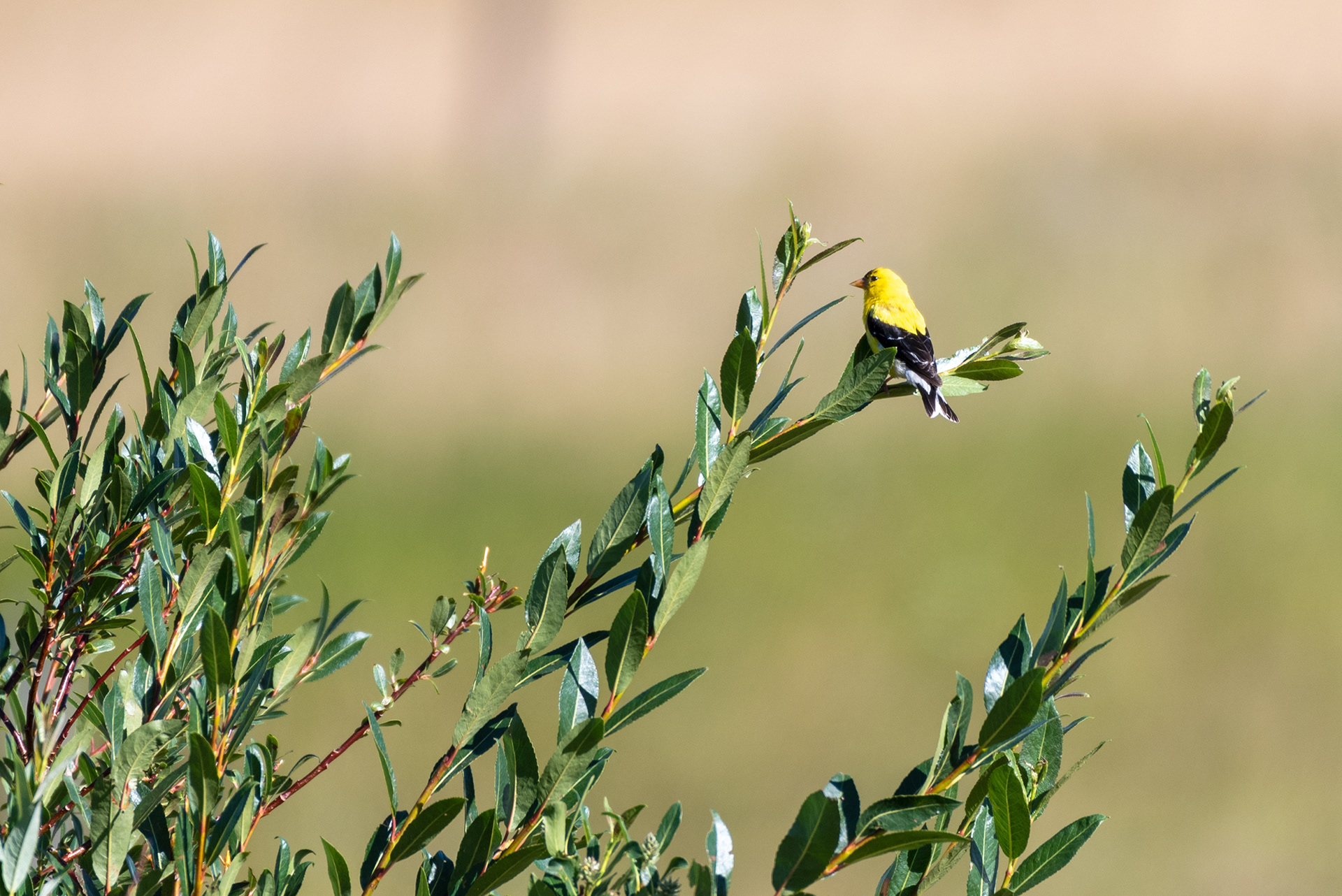 American Goldfinch