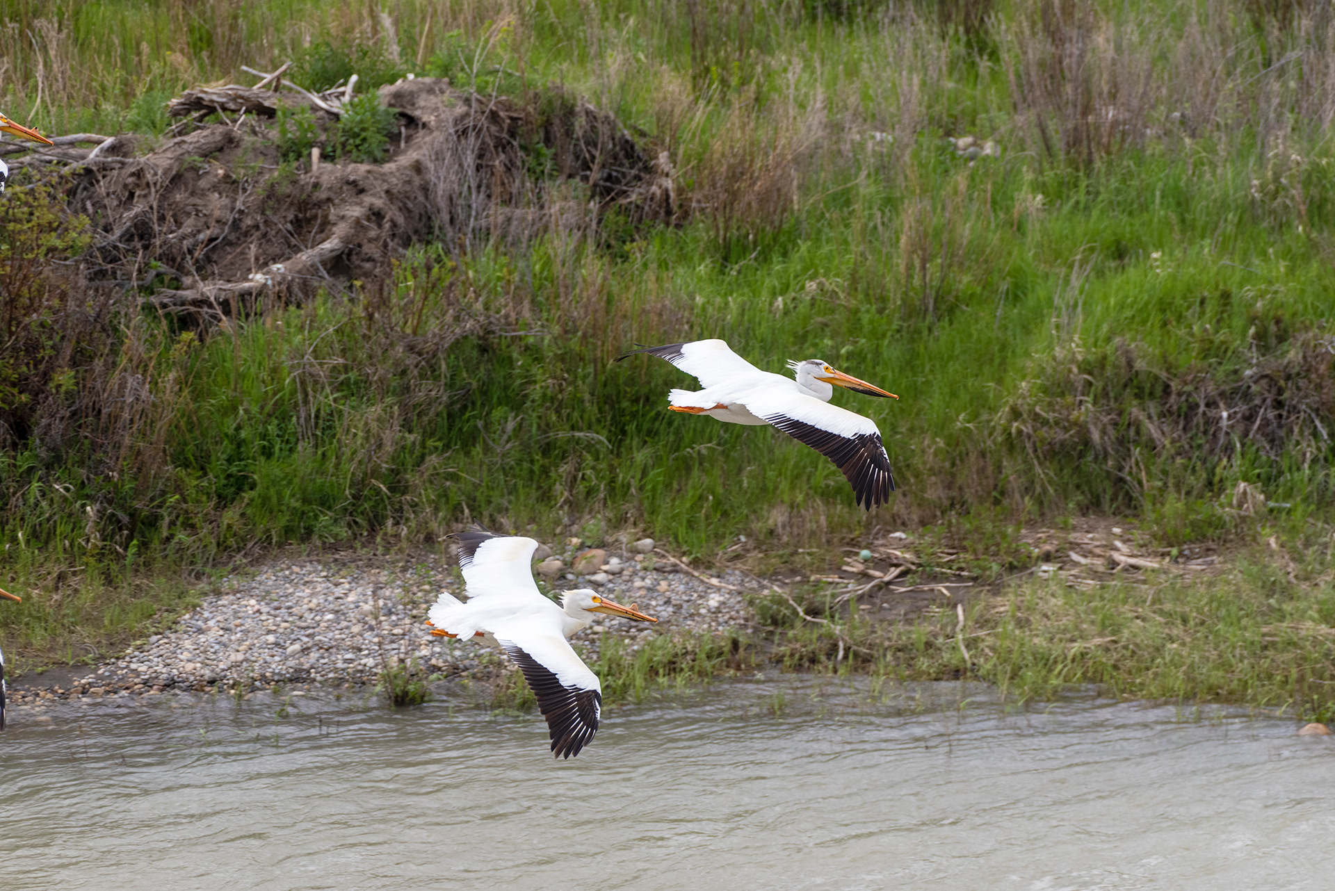 American White Pelicans, Patterson Homestead Memorial Park, Bow River, Calgary, Alberta