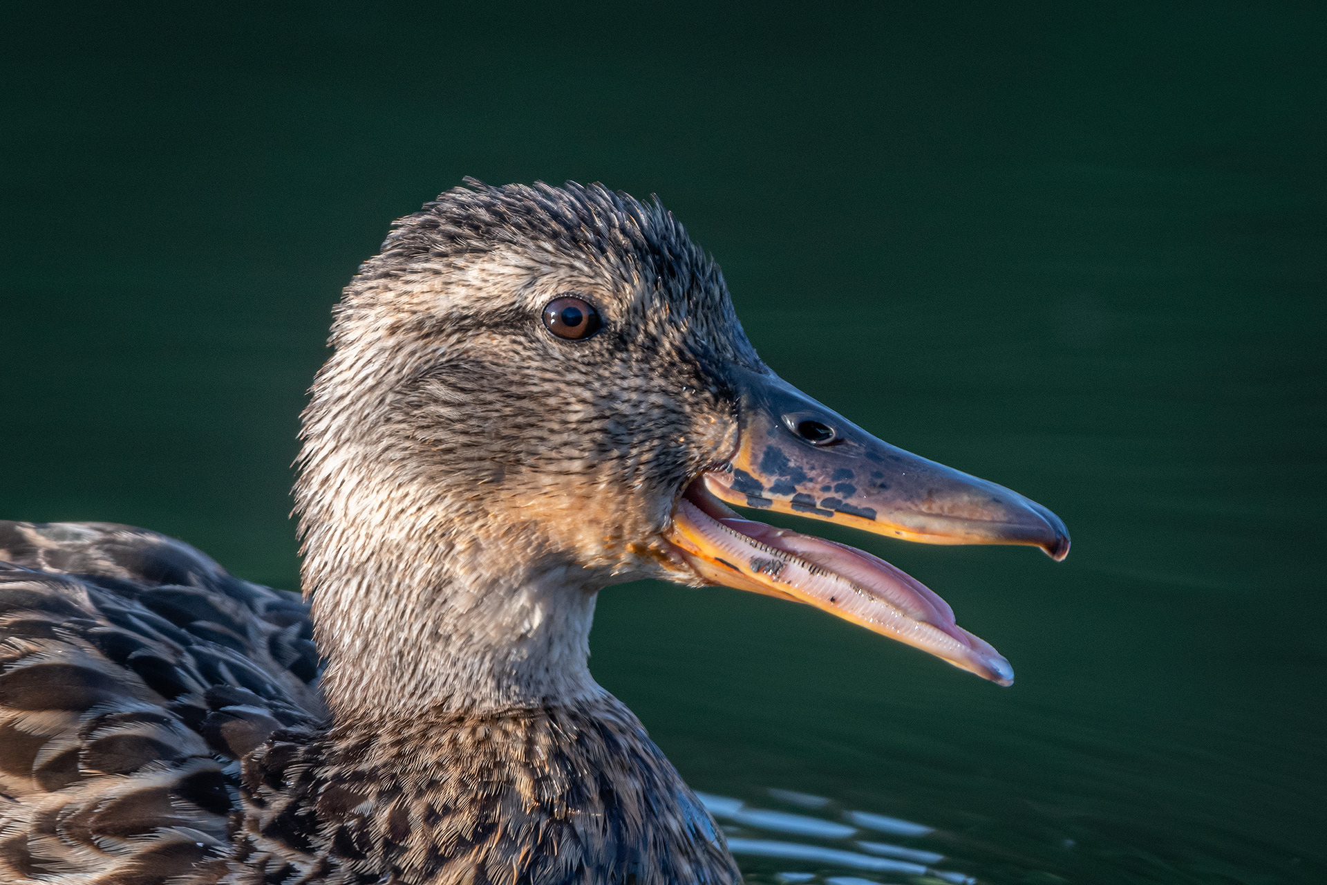 Mallard (female) close-up, Marshall Springs ponds, Fish Creek Provincial Park, Calgary, AB