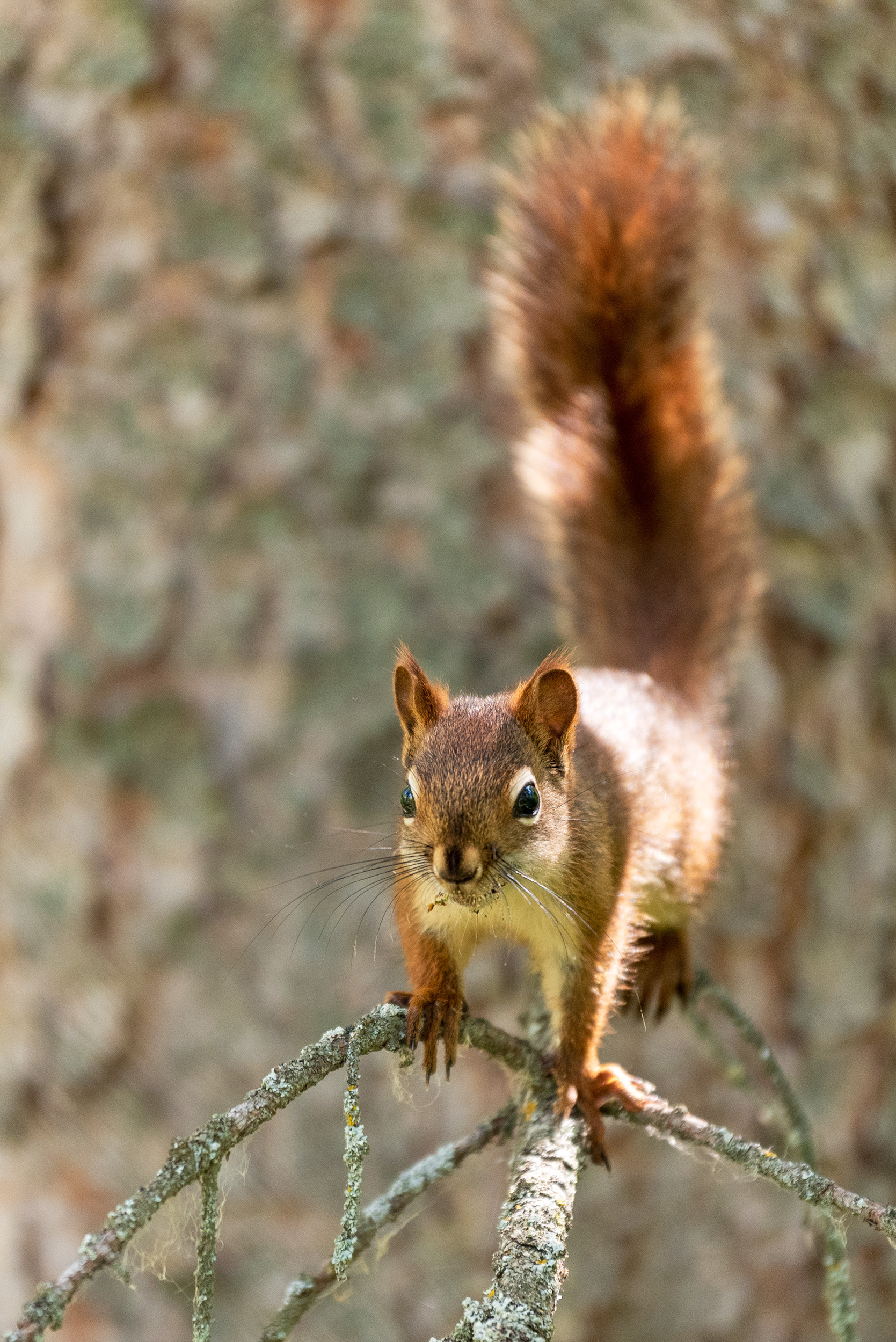 Squirrel needing a napkin