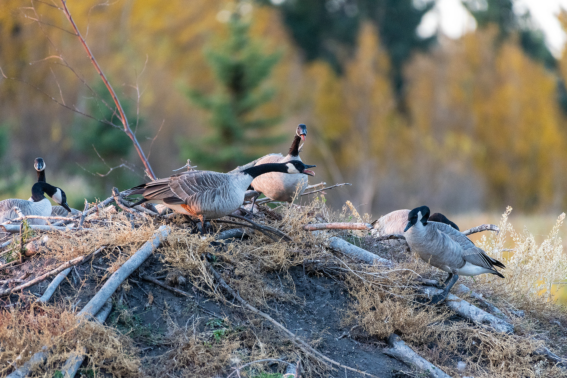 Canada Geese at the Marshall Springs ponds in Fish Creek Provincial Park