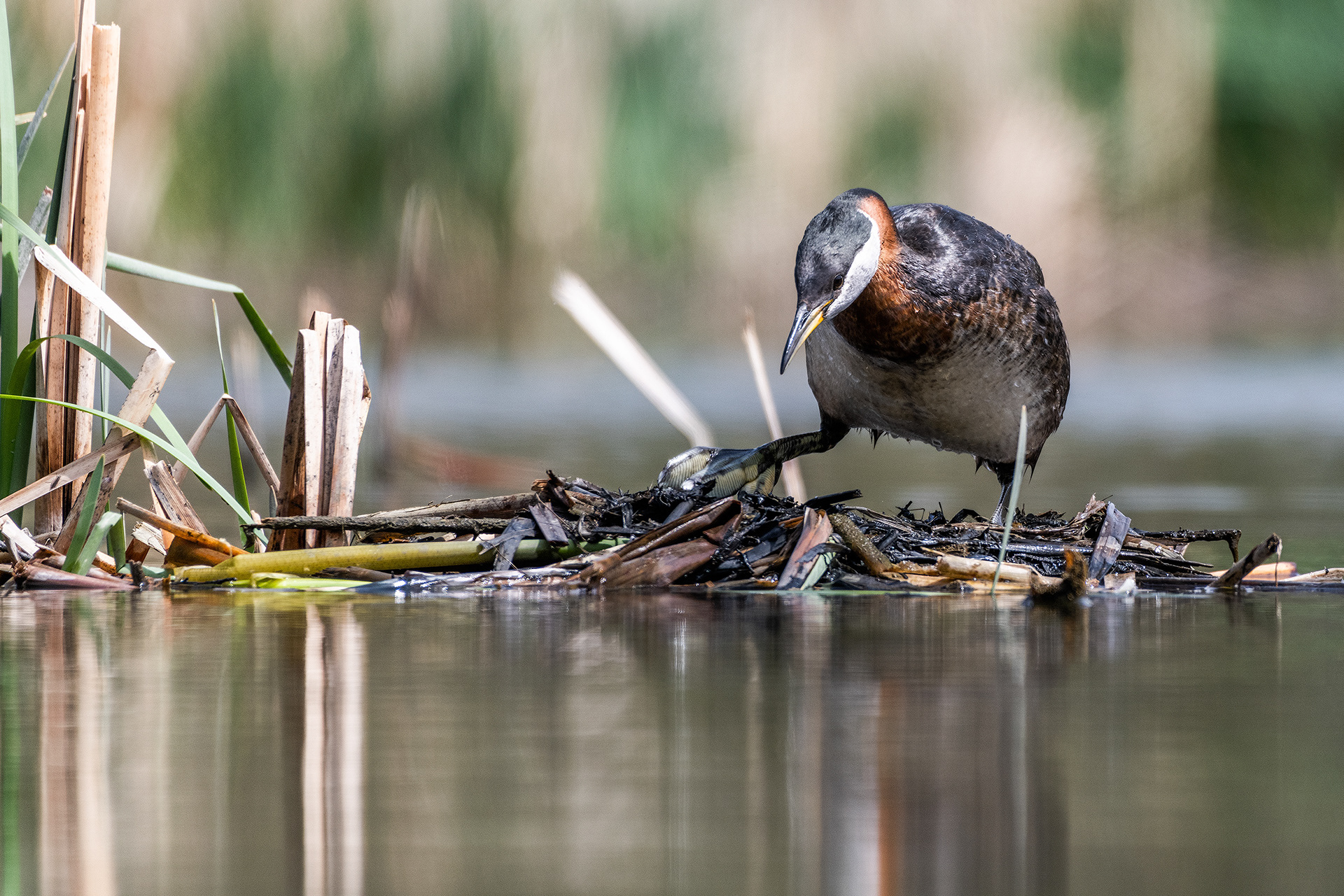 Red-necked Grebe on a nest at the Marshall Springs ponds in Fish Creek Provincial Park