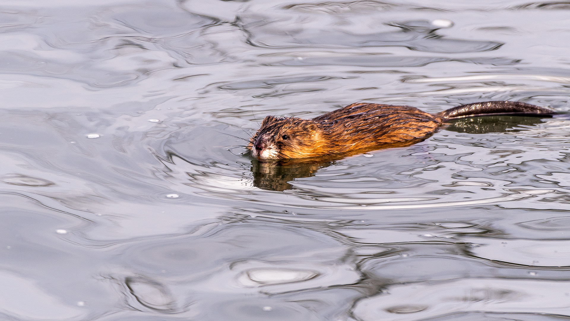 Muskrat near Mallard Point, Fish Creek Prov. Park, Calgary, AB