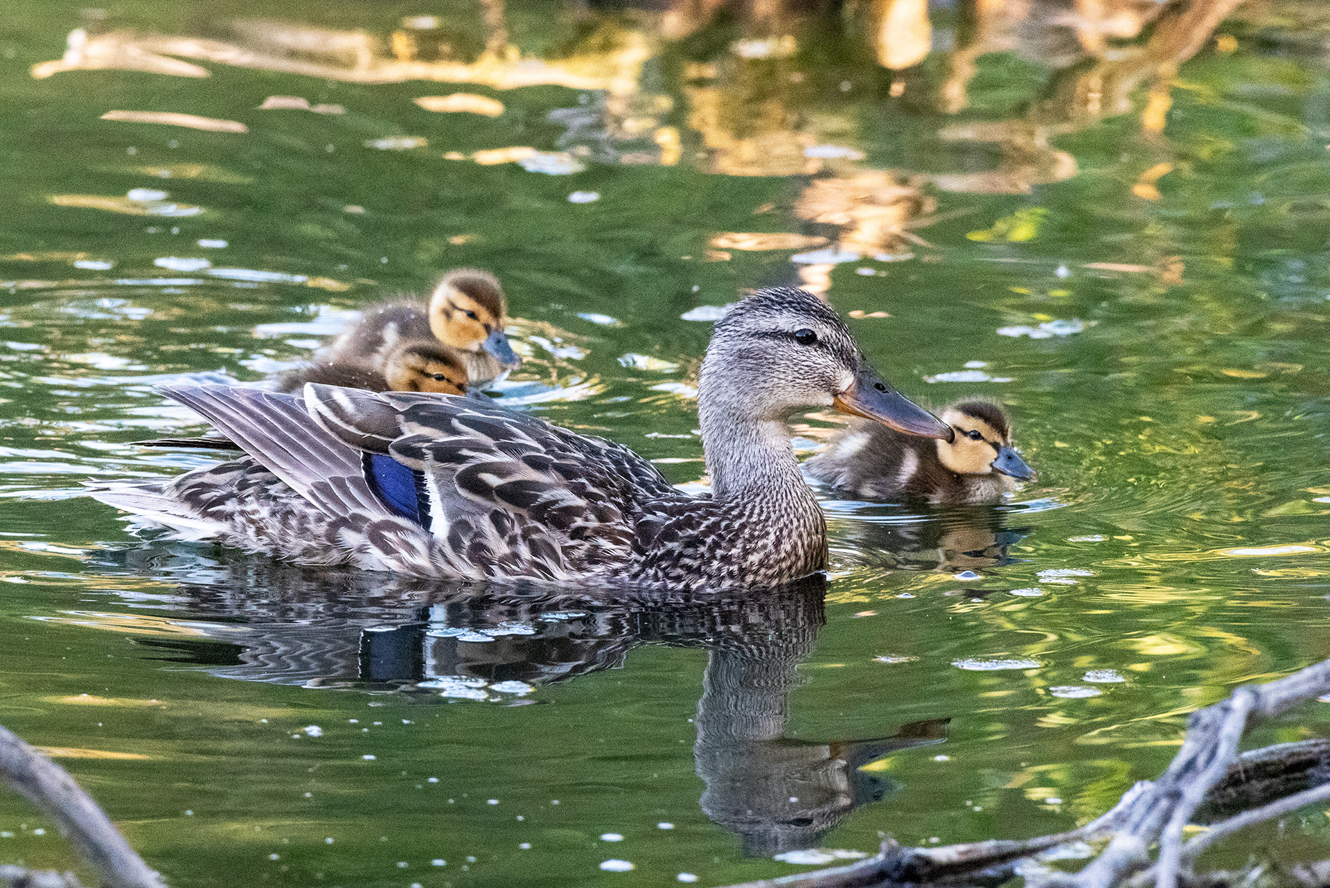 Mallard with ducklings