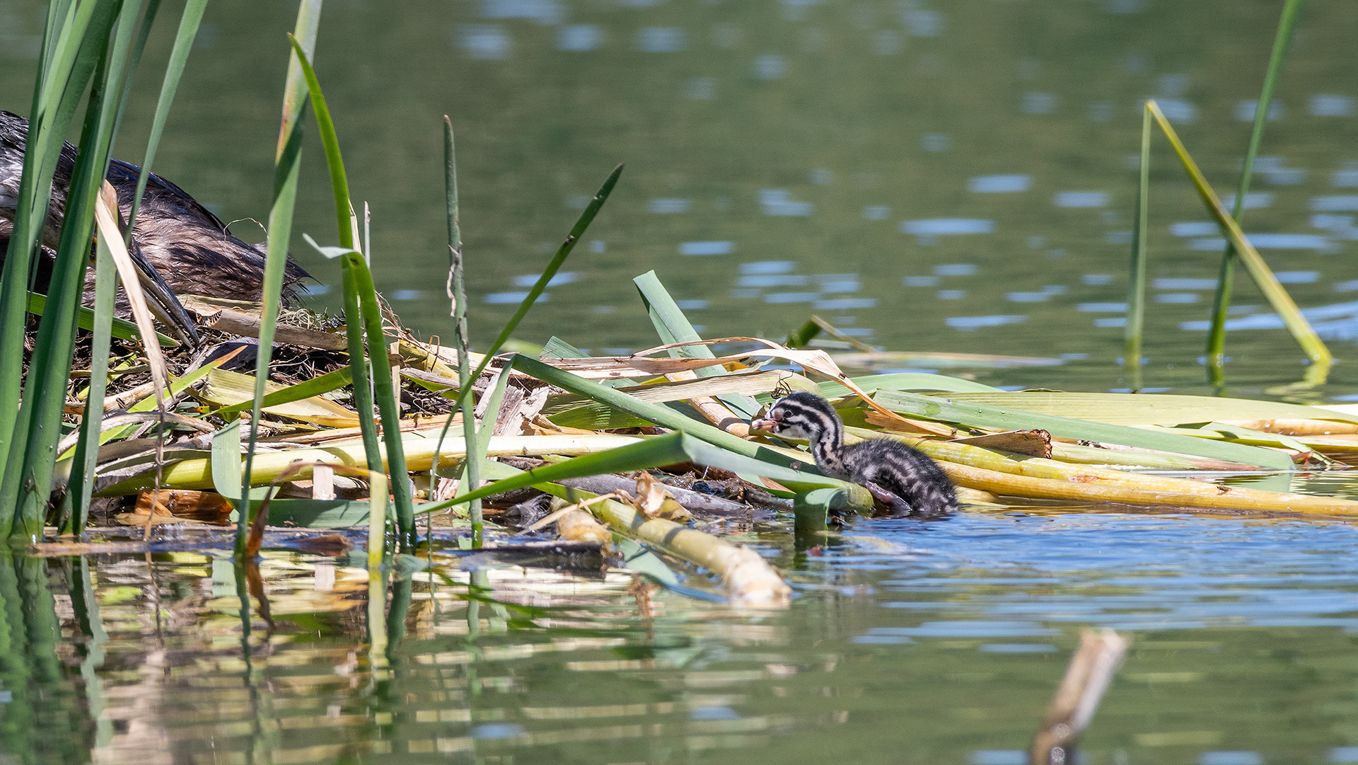 Red-necked Grebe chick learns to get itself back up on the nest, Marshall Springs - Fish Creek Prov. Park, Calgary, AB
