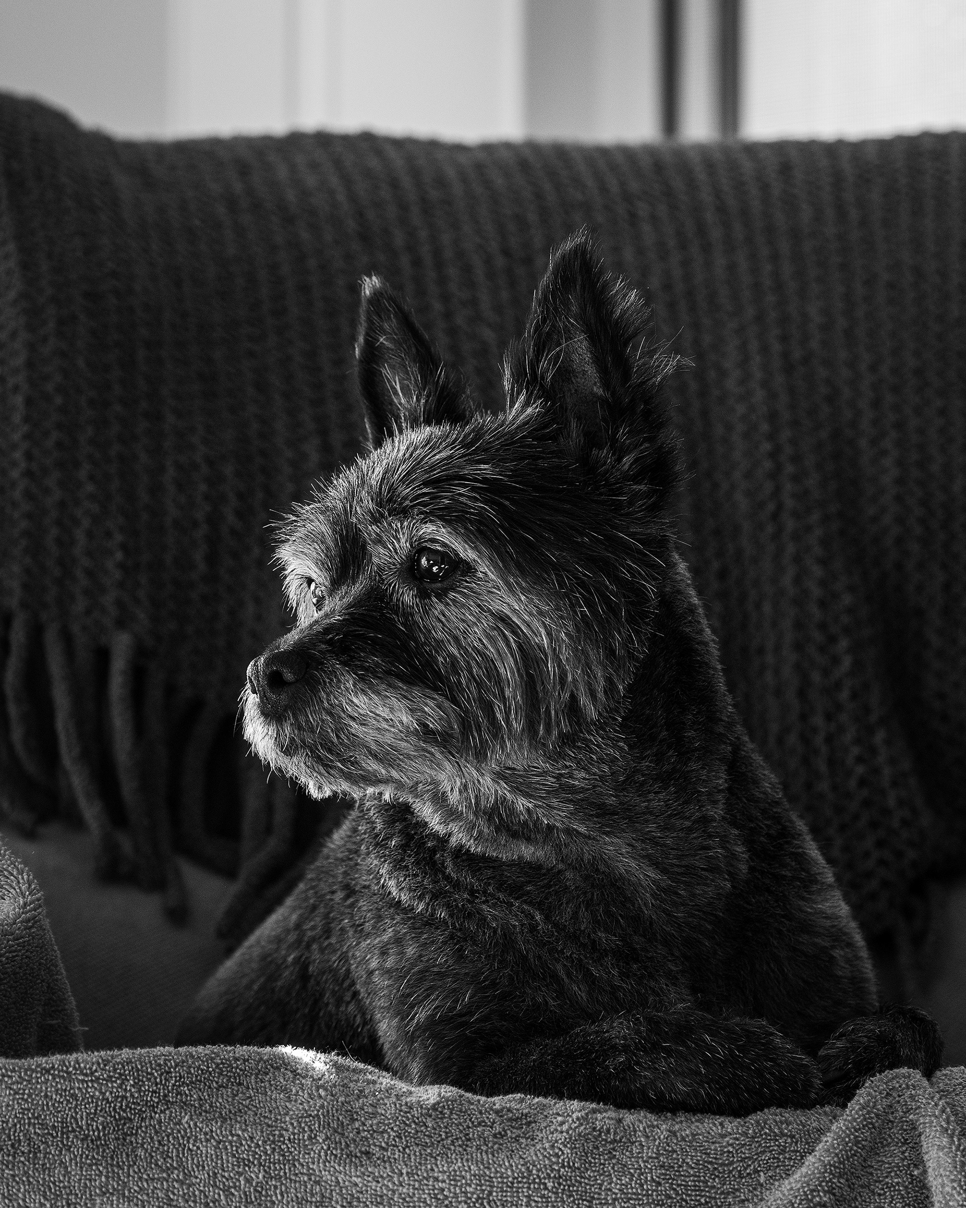 Coco, Bridlewood, Calgary, AB