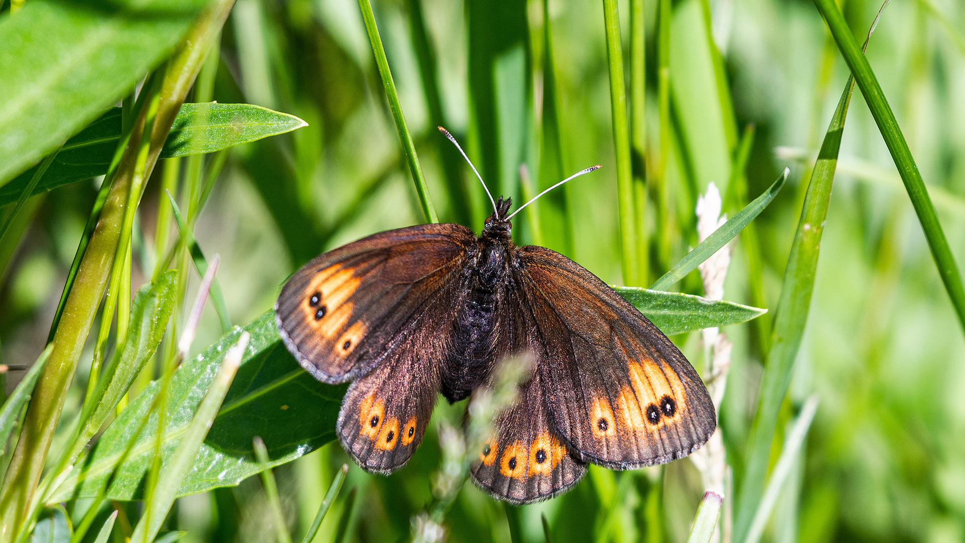Butterfly or moth, Marshall Springs, Fish Creek Prov. Park, Calgary, AB