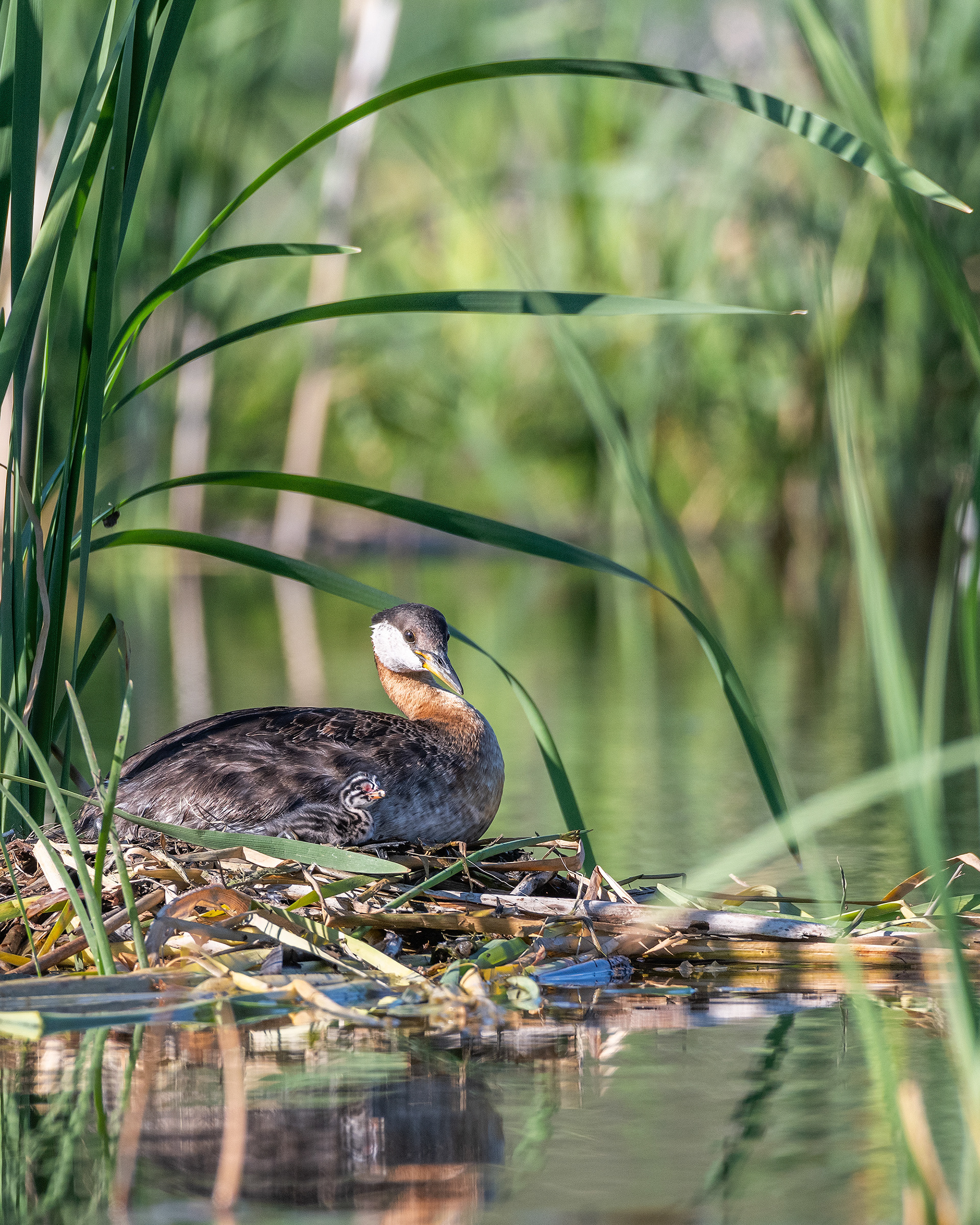 Red-necked Grebe (female) and her one day old chick at their nest, Marshall Springs - Fish Creek Prov. Park, Calgary, AB