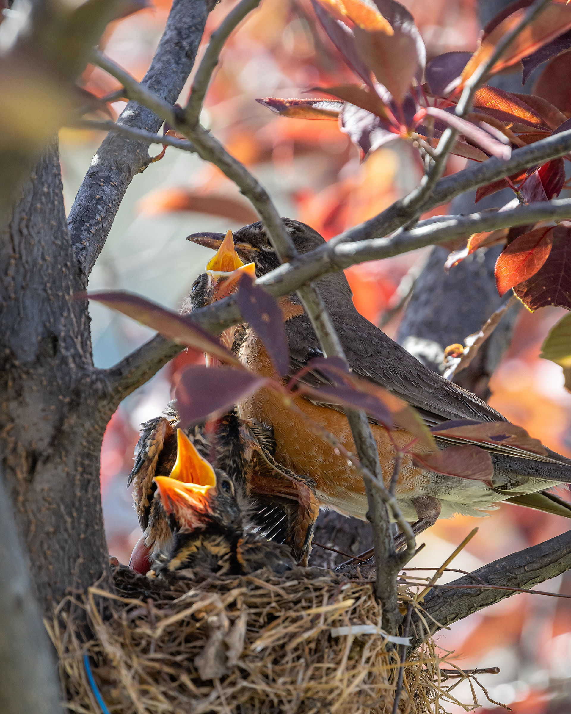American Robin (female) with hatchlings, Bridlewood, Calgary, AB