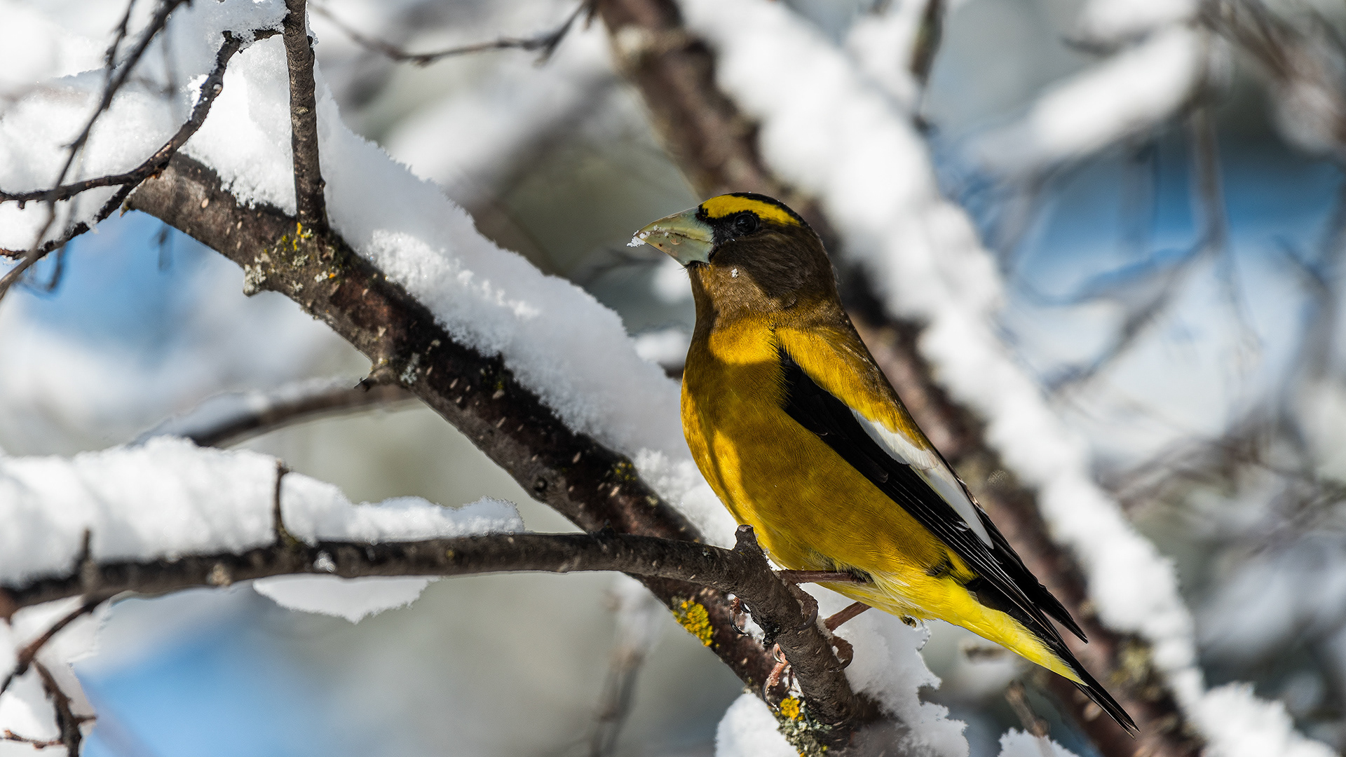 Evening Grosbeak, Weaselhead Flats, Calgary, AB