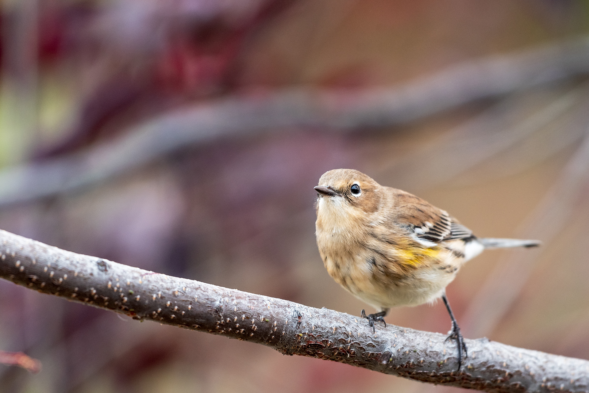 Bird (unknown type) in the front yard tree