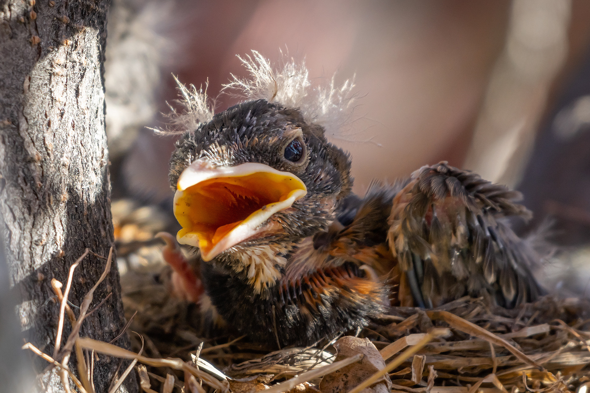 American Robin hatchling, Bridlewood, Calgary, AB