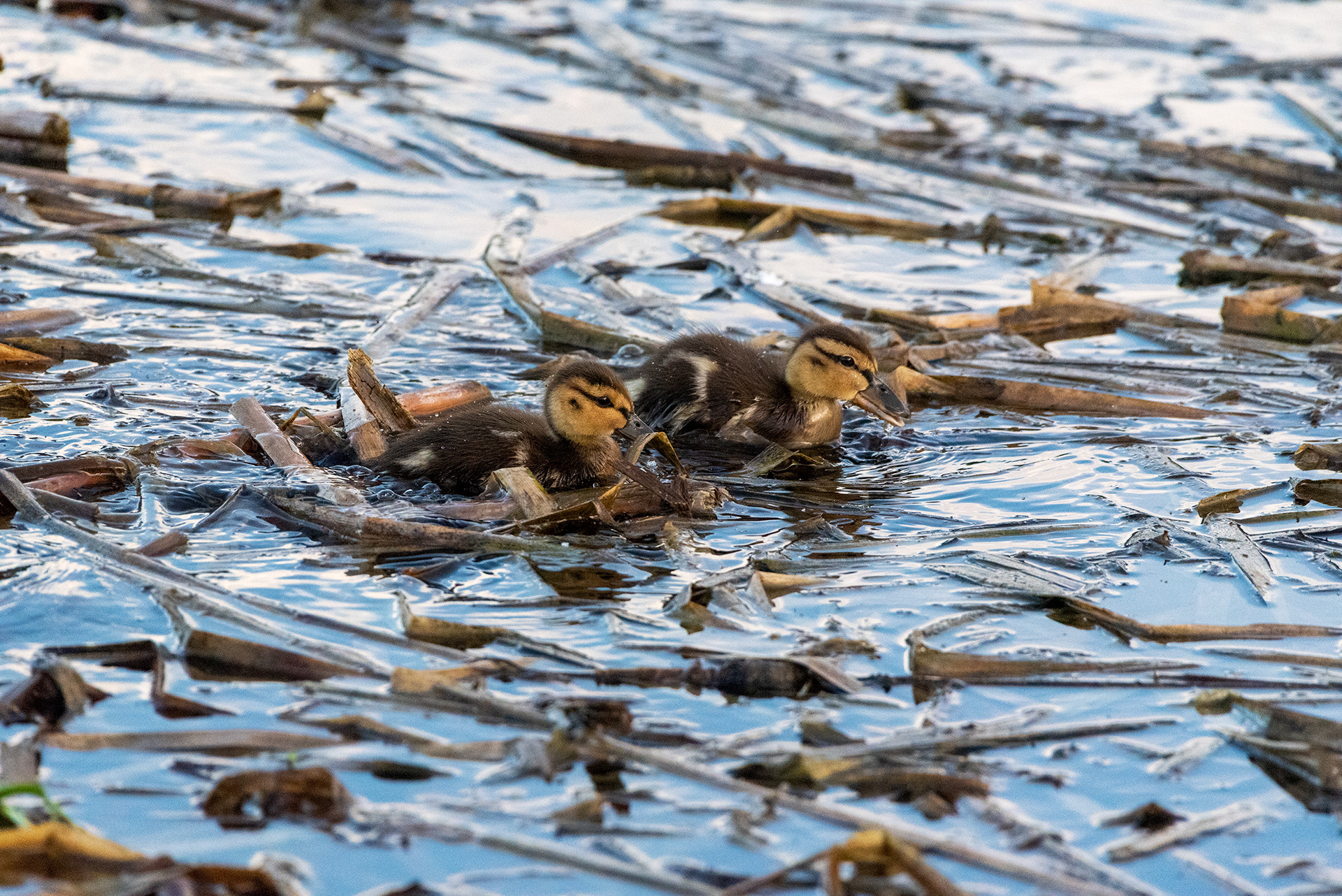 Mallard ducklings, Marshall Springs, Fish Creek Provincial Park, Calgary, Alberta