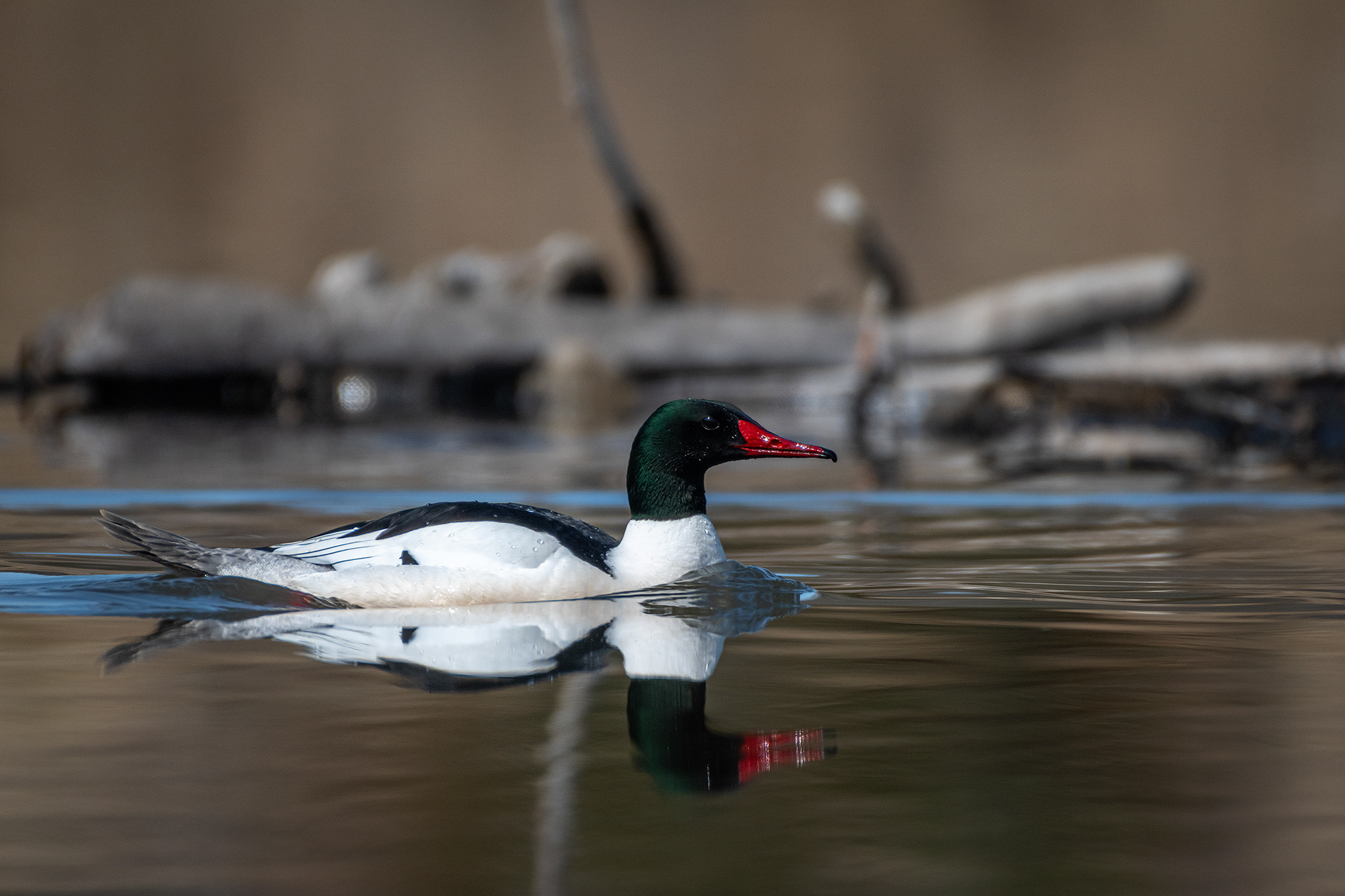 Common Merganser (male), Marshall Springs, Fish Creek Provincial Park, Calgary, AB