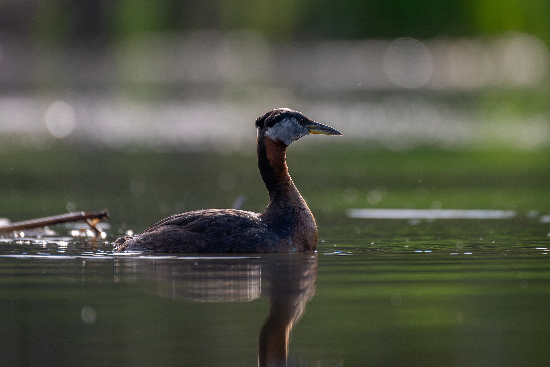 Red-necked Grebe, Marshall Springs ponds, Fish Creek Provincial Park, Calgary, AB
