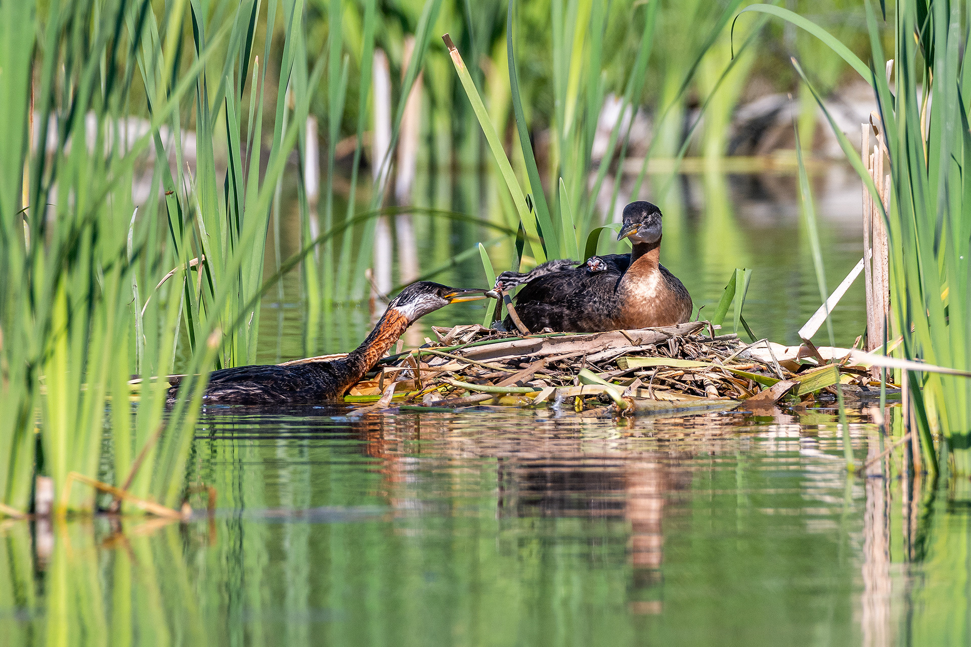 Red-necked Grebe pair at their nest with two chicks (male on the nest, female feeding the chicks), Marshall Springs - Fish Creek Prov. Park, Calgary, AB
