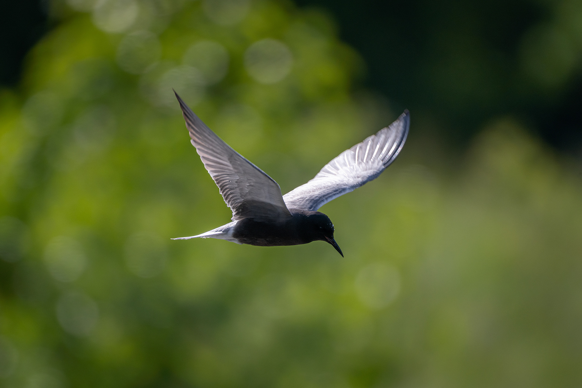 Black Tern (in flight), Marshall Springs ponds, Fish Creek Provincial Park, Calgary, AB