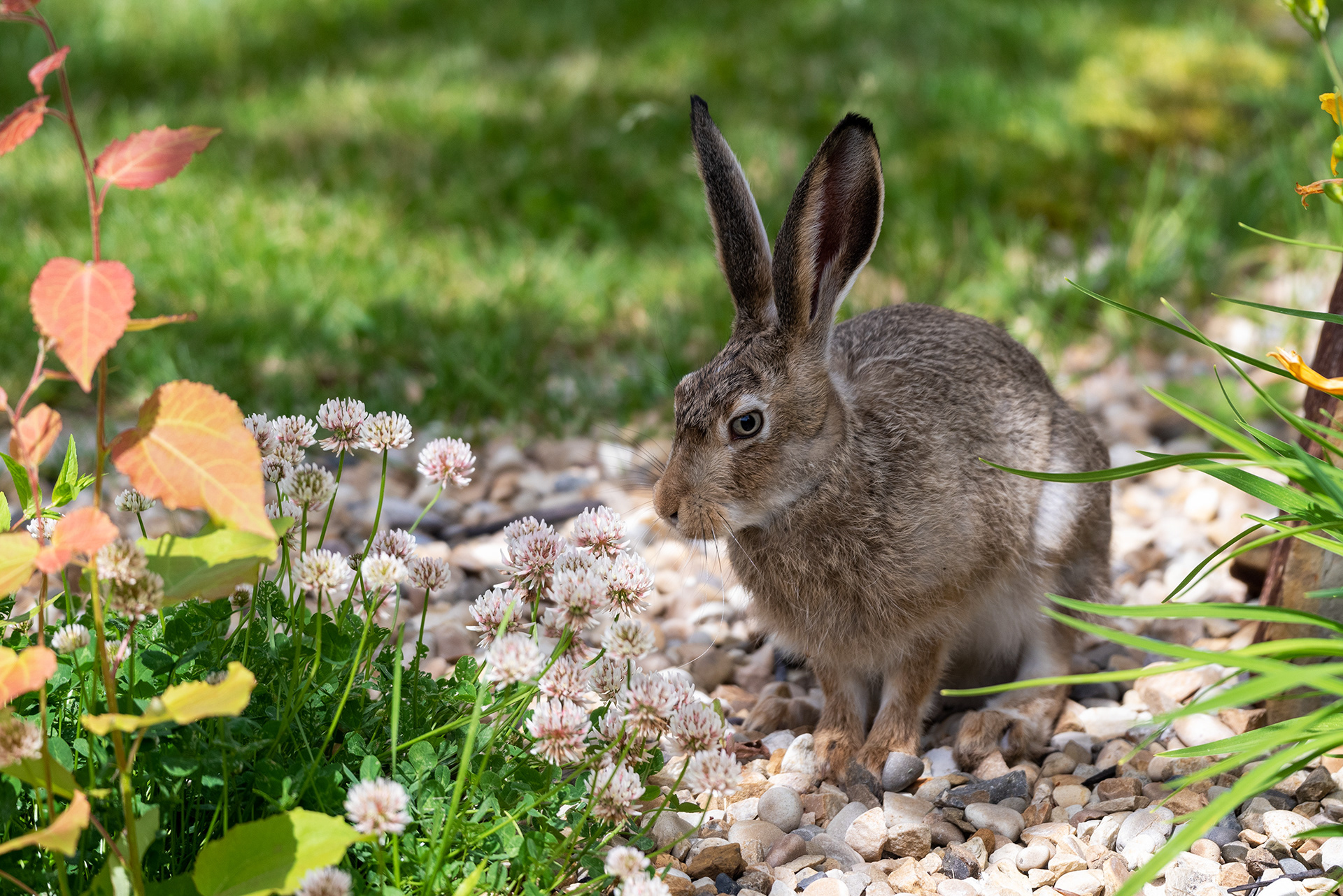 Hare contemplating having a snack in the back garden