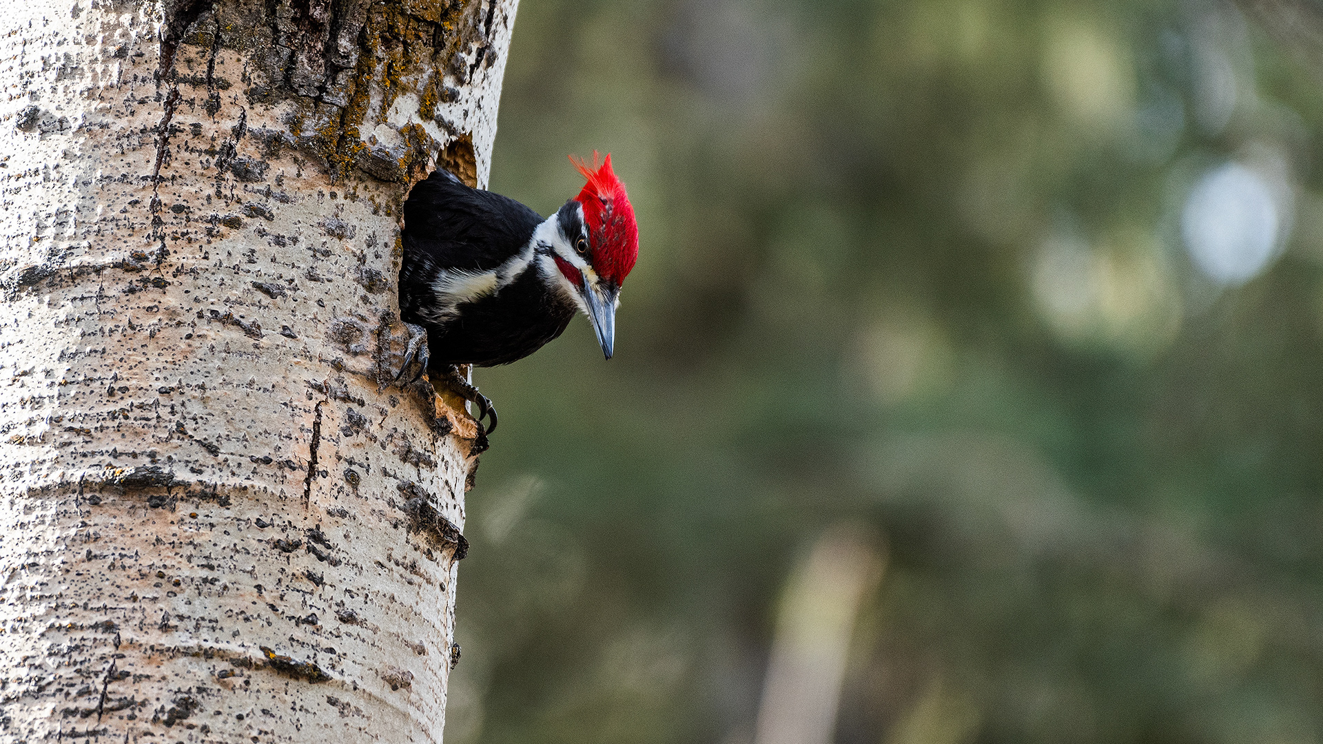 Pileated Woodpecker (male) near Marshall Springs in Fish Creek Provincial Park