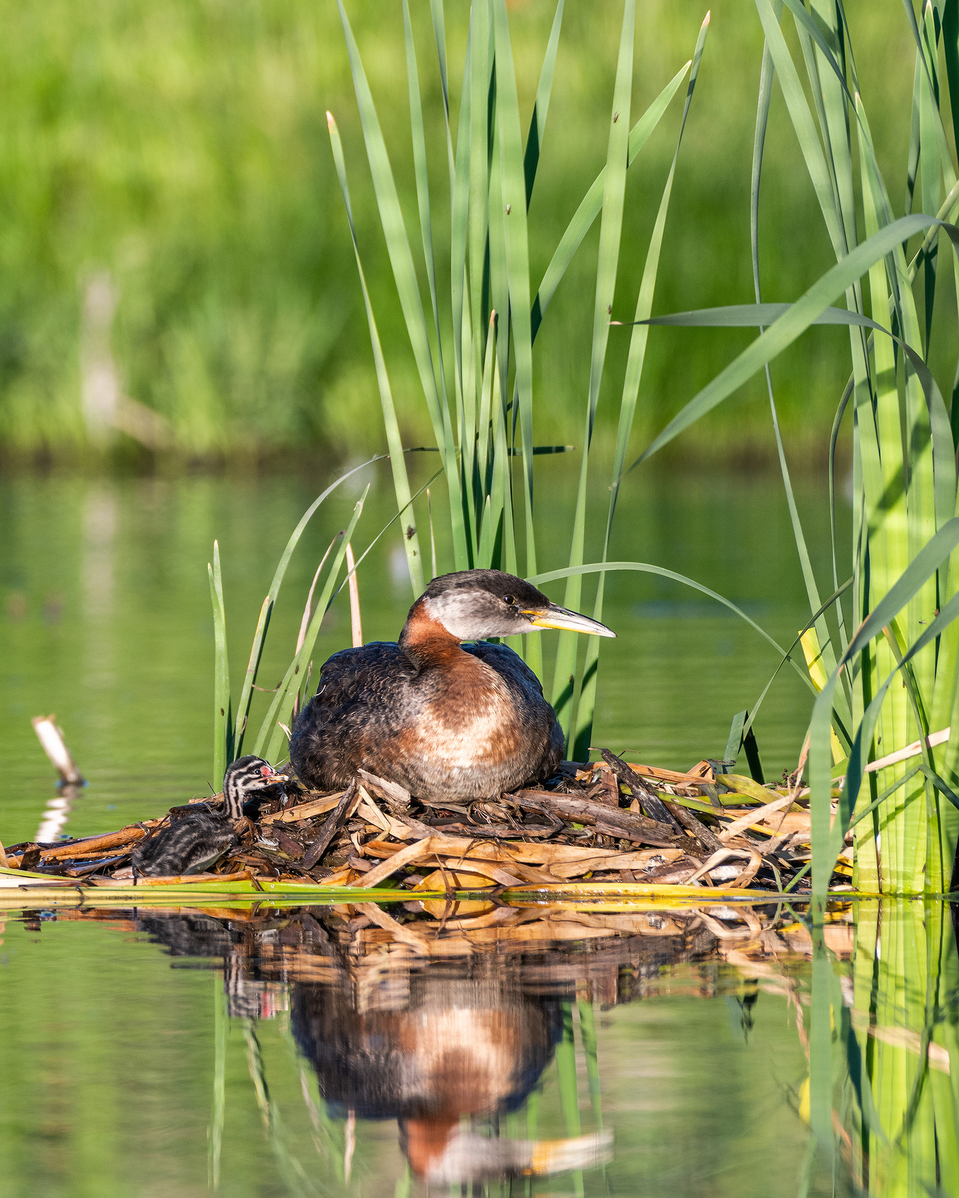 Red-necked Grebe (male) on his nest, a chick climbing up the side, Marshall Springs - Fish Creek Prov. Park, Calgary, AB