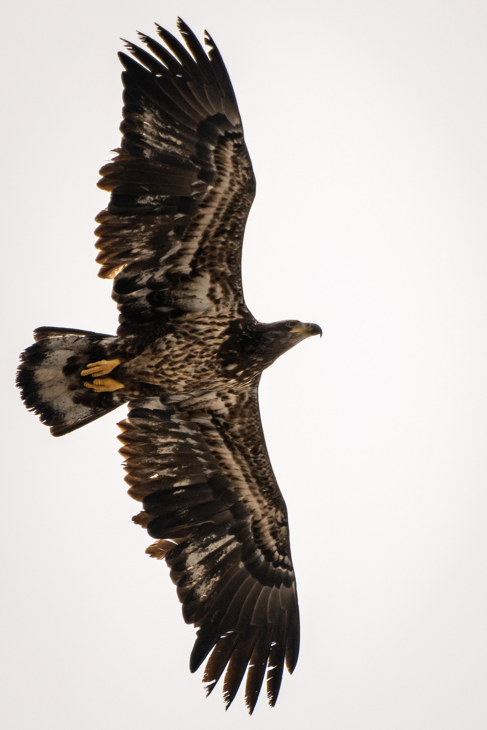 Bald Eagle (immature) in flight - Southview Off Leash Dog Park, Calgary, AB